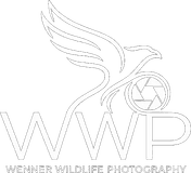 WWP · Wenner Wildlife Photography
