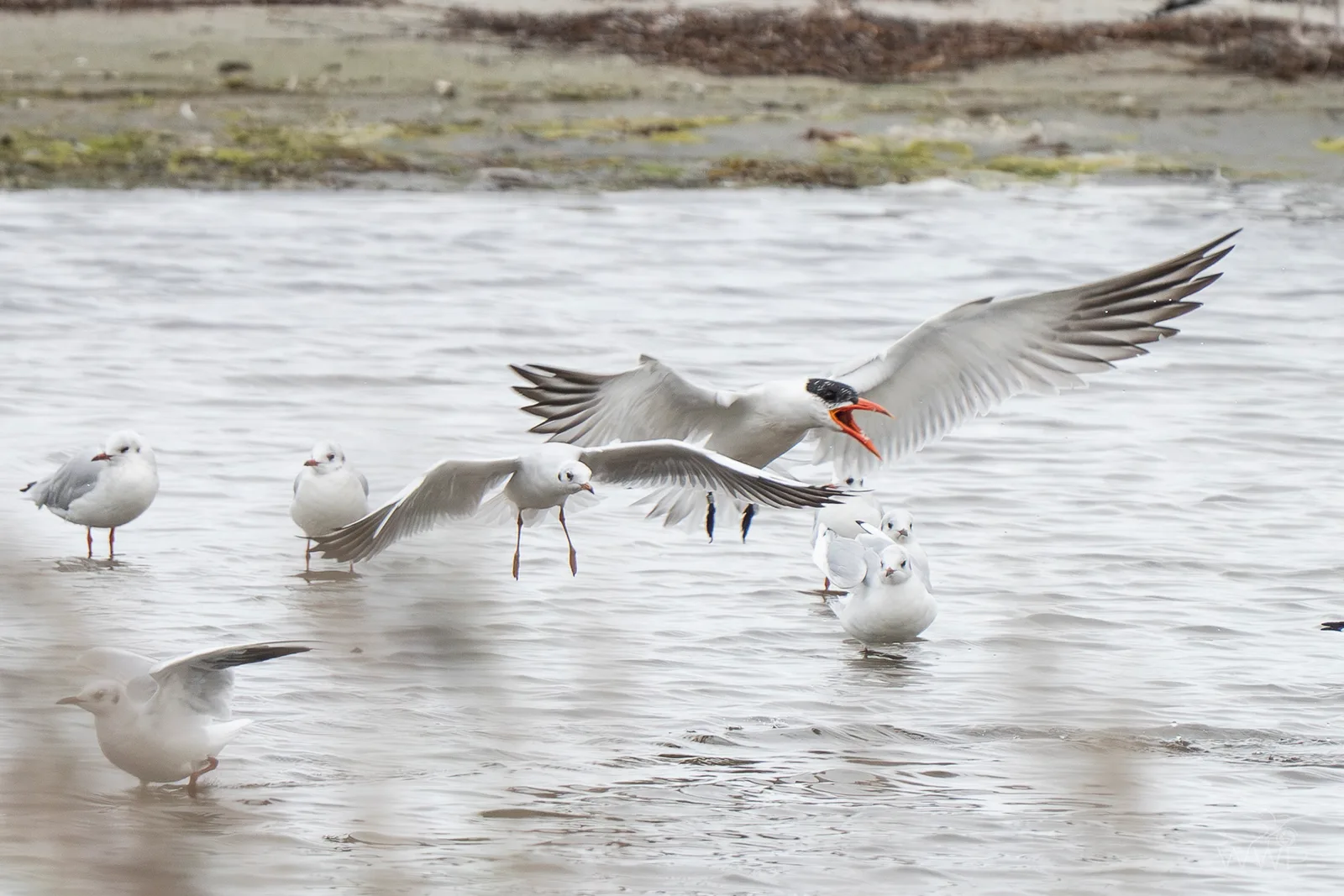 A large Caspian Tern with wings fully spread and open red bill in flight above small gulls standing in shallow water.