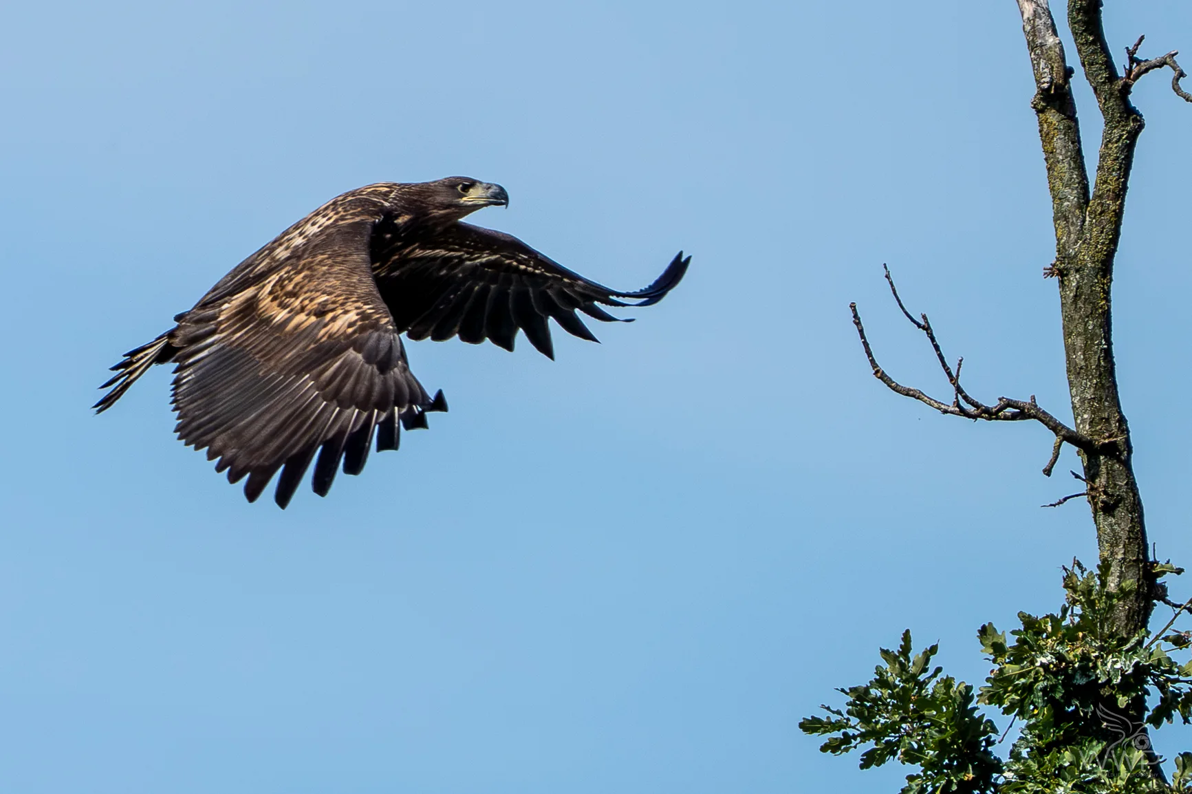 A large juvenile white-tailed eagle flying with outstretched wings beside a tree trunk against a clear blue sky.