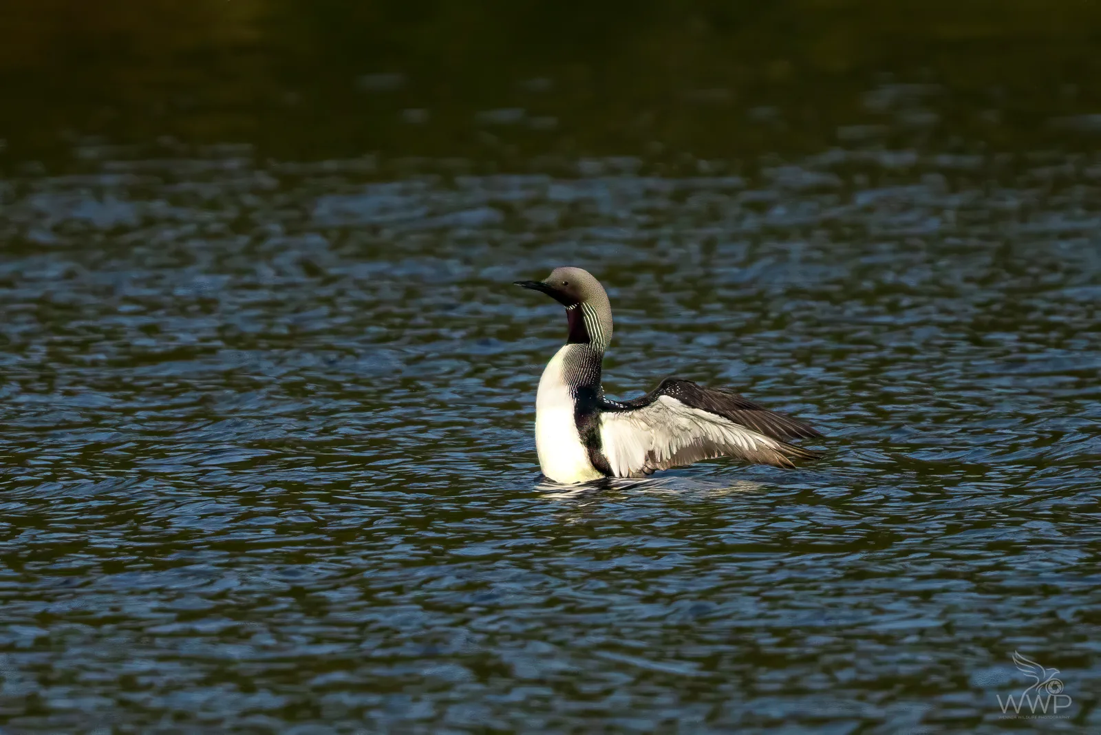A Black-throated Diver upright in dark water with extended wings, showing its grey head and striped neck.