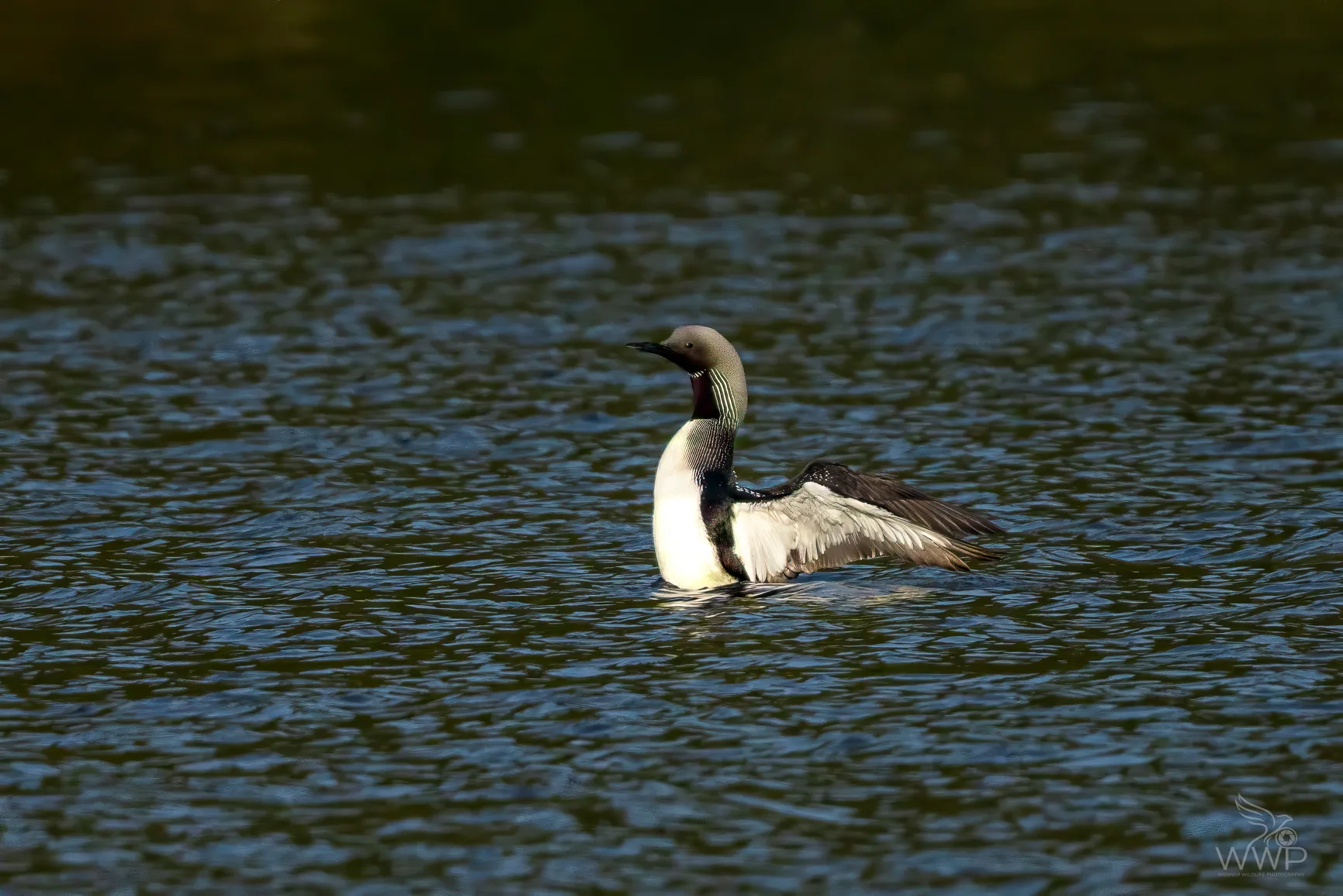 A Black-throated Diver upright in dark water with extended wings, showing its grey head and striped neck.