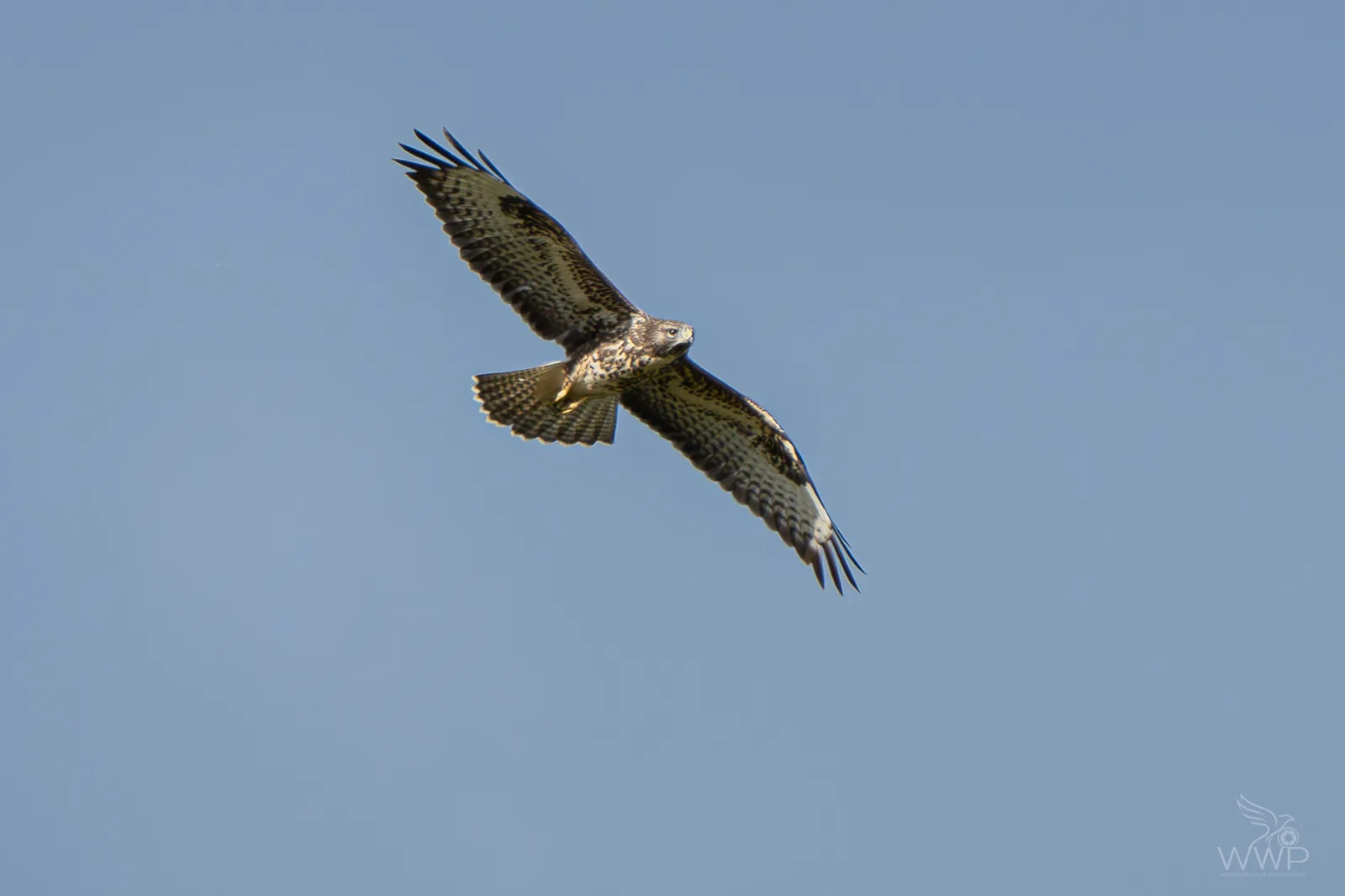 Common buzzard soaring high in a clear blue sky with outstretched wings showing detailed barred feathers.