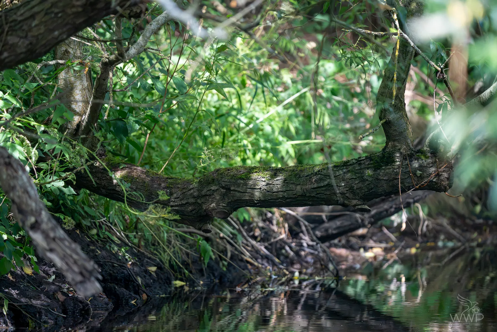 A moss-covered tree trunk extending horizontally over a calm stream with lush green plants along the bank.