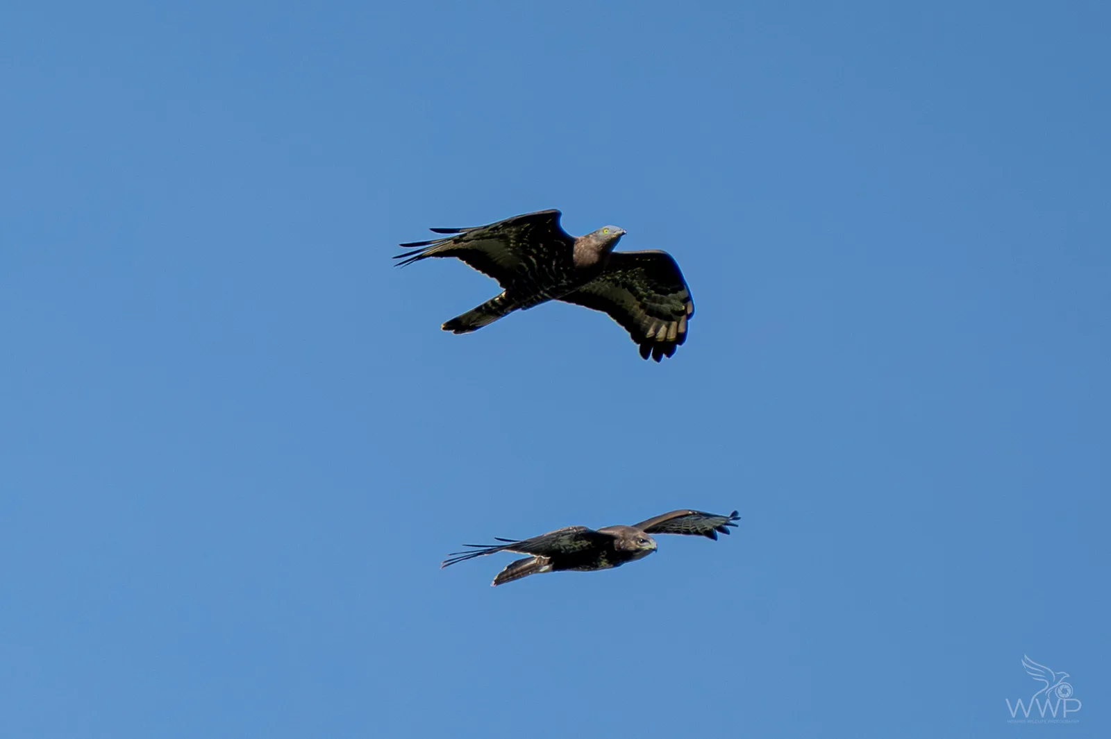 Two European Honey Buzzards soaring in flight against a bright blue sky, showing underside wing patterns and tail bands.