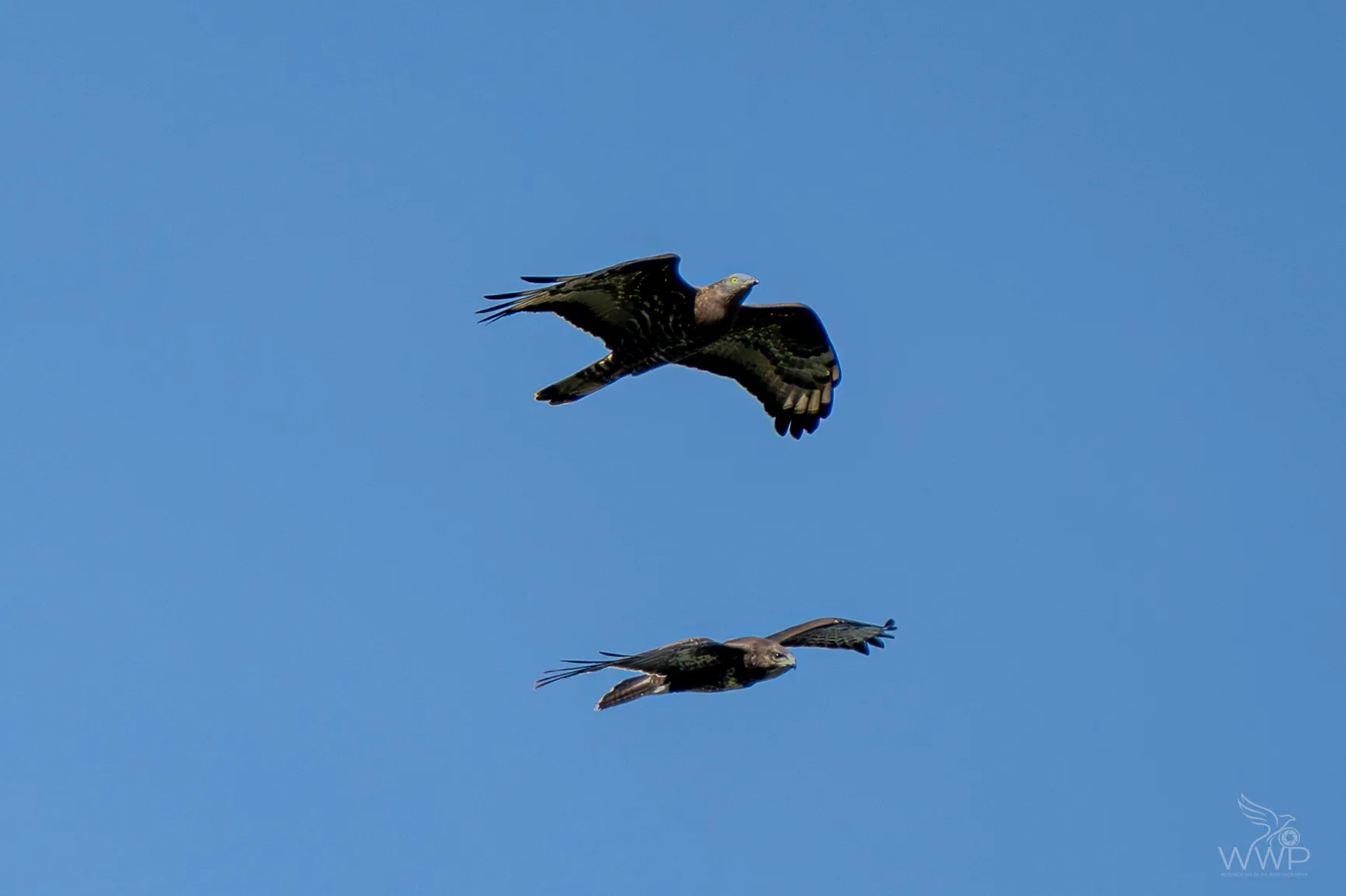 Two European Honey Buzzards soaring in flight against a bright blue sky, showing underside wing patterns and tail bands.