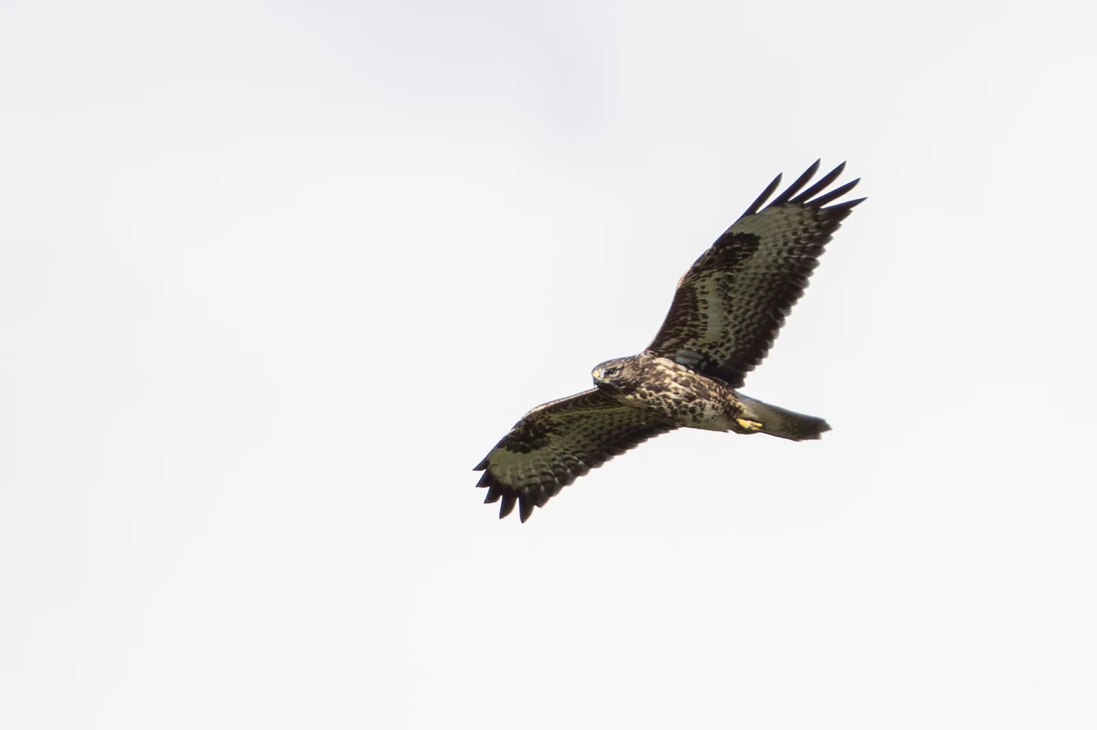 A Common Buzzard in flight with broad outstretched wings against a plain light sky.