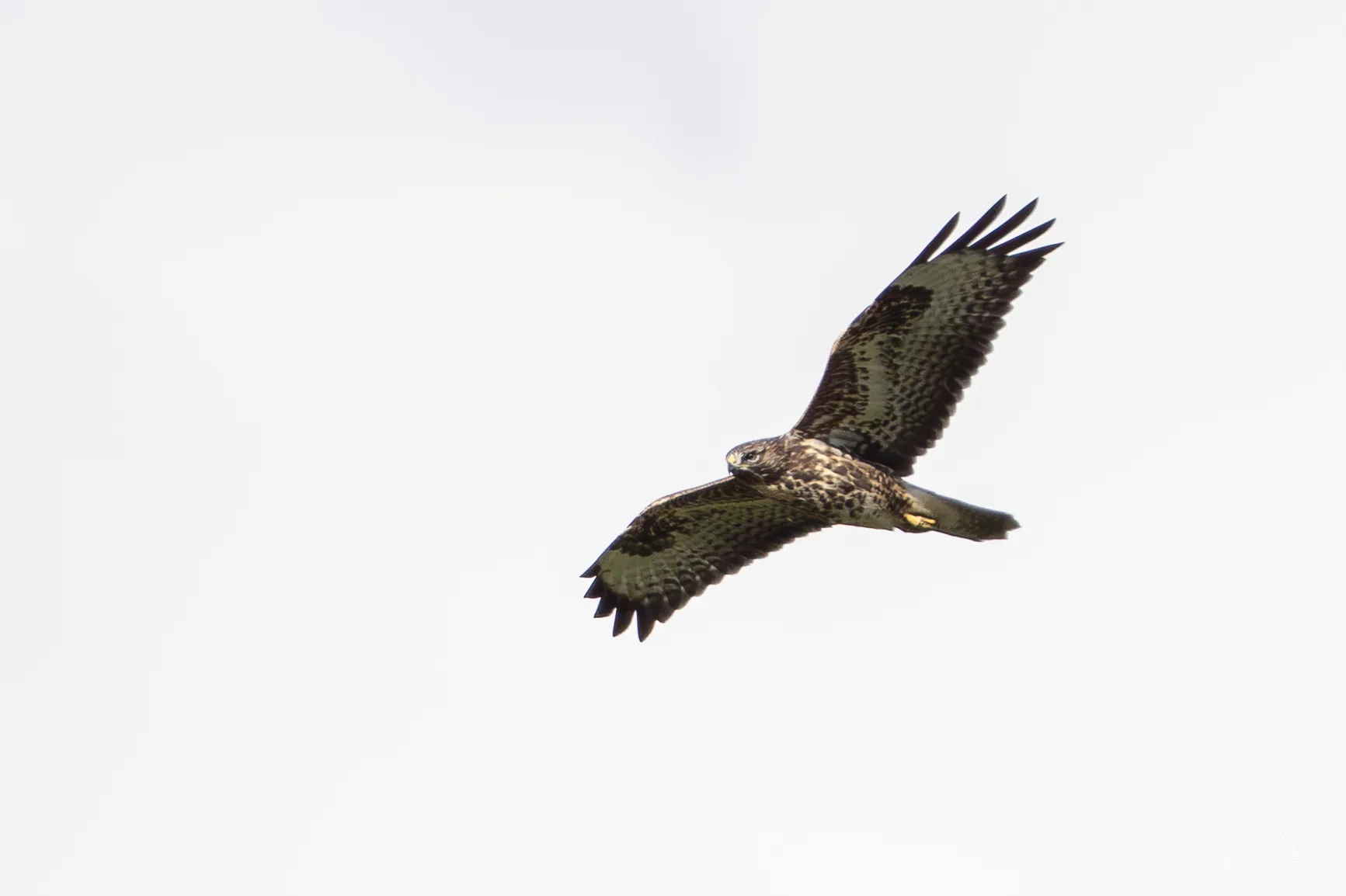 A Common Buzzard in flight with broad outstretched wings against a plain light sky.