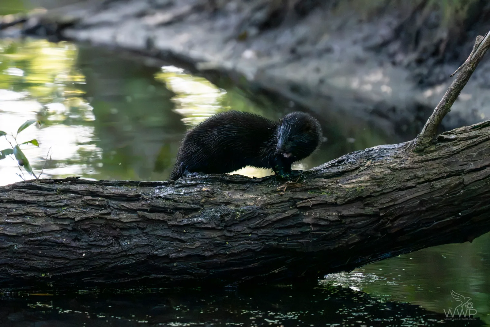 A sleek, dark American mink standing on a thick, mossy log over calm reflective water.