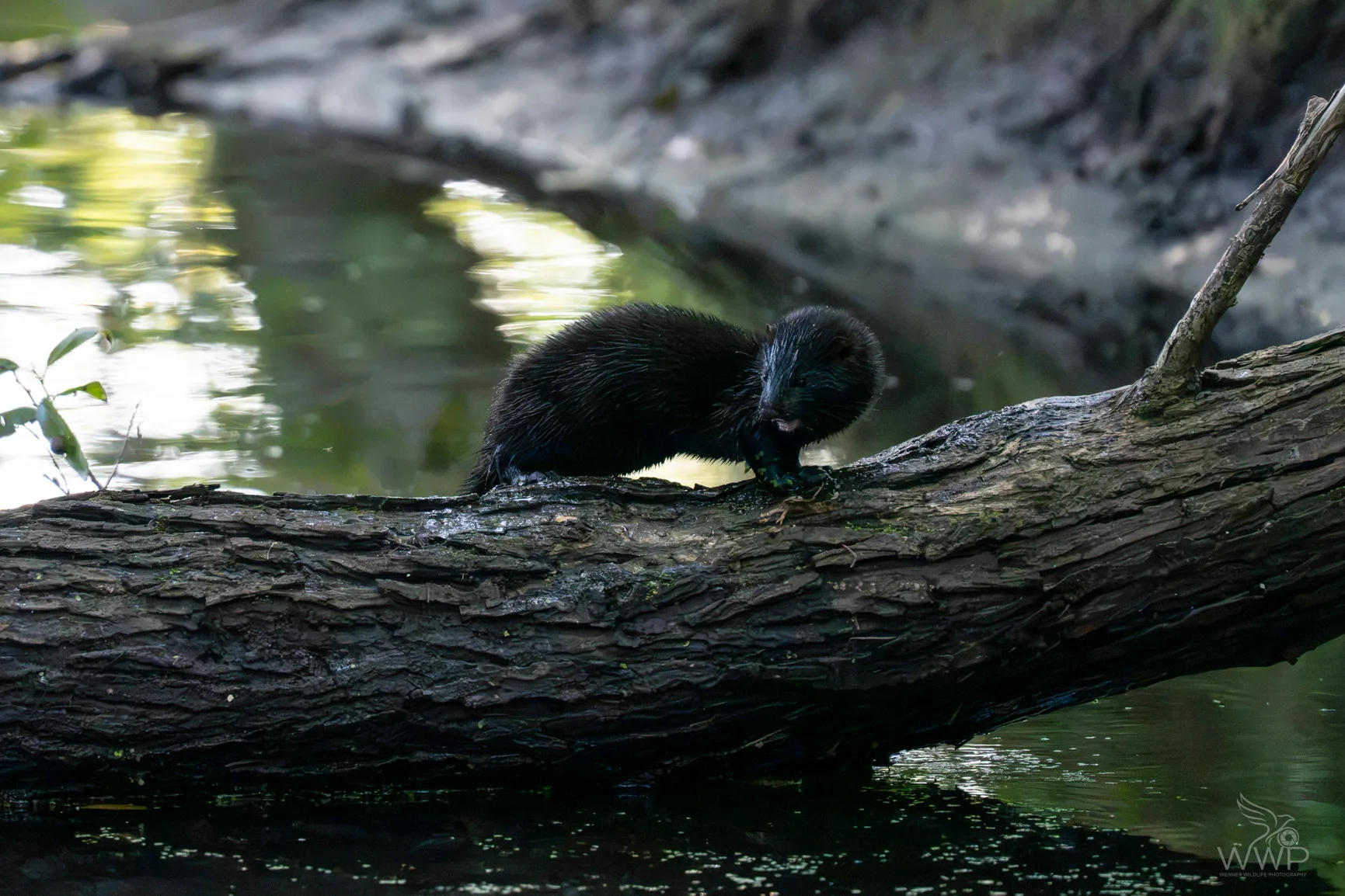 A sleek, dark American mink standing on a thick, mossy log over calm reflective water.