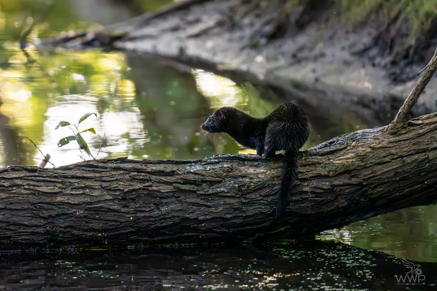 A dark American mink perched on a thick log spanning across water, with green forest reflections in the background.