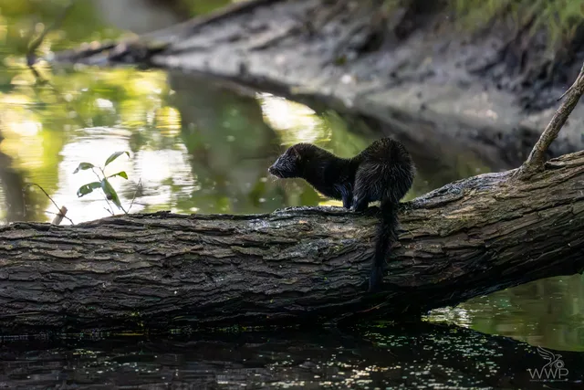 A dark American mink perched on a thick log spanning across water, with green forest reflections in the background.