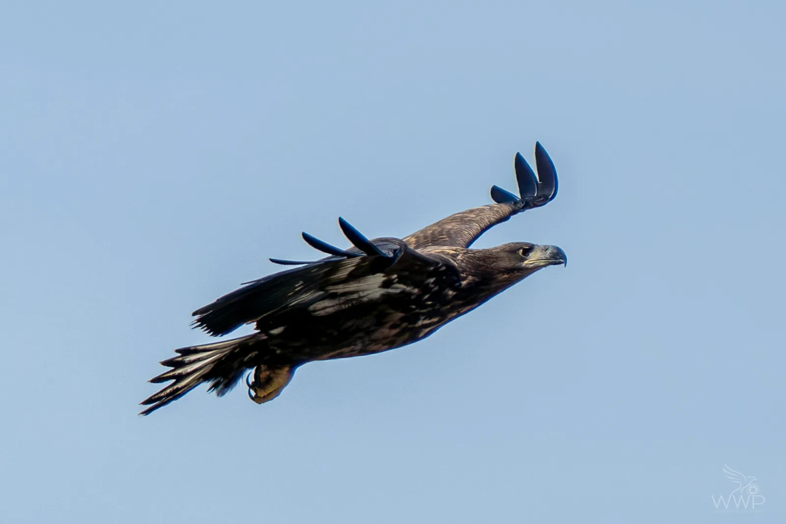 A large brown eagle with mottled underparts soaring across a pale blue sky with wings extended.