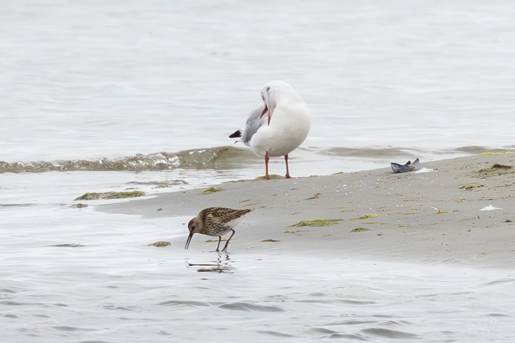 A white and grey Black-headed Gull preens on wet sand while a small brown Dunlin probes the edge of gentle water waves in the foreground.