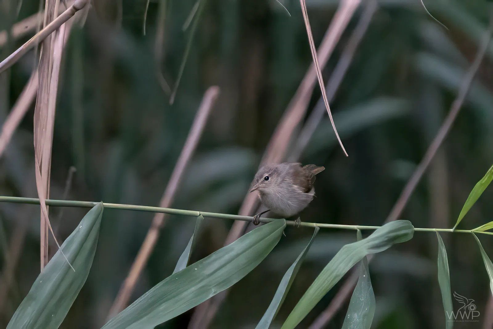 A small brown warbler perched on a thin green reed stem surrounded by dense reeds.