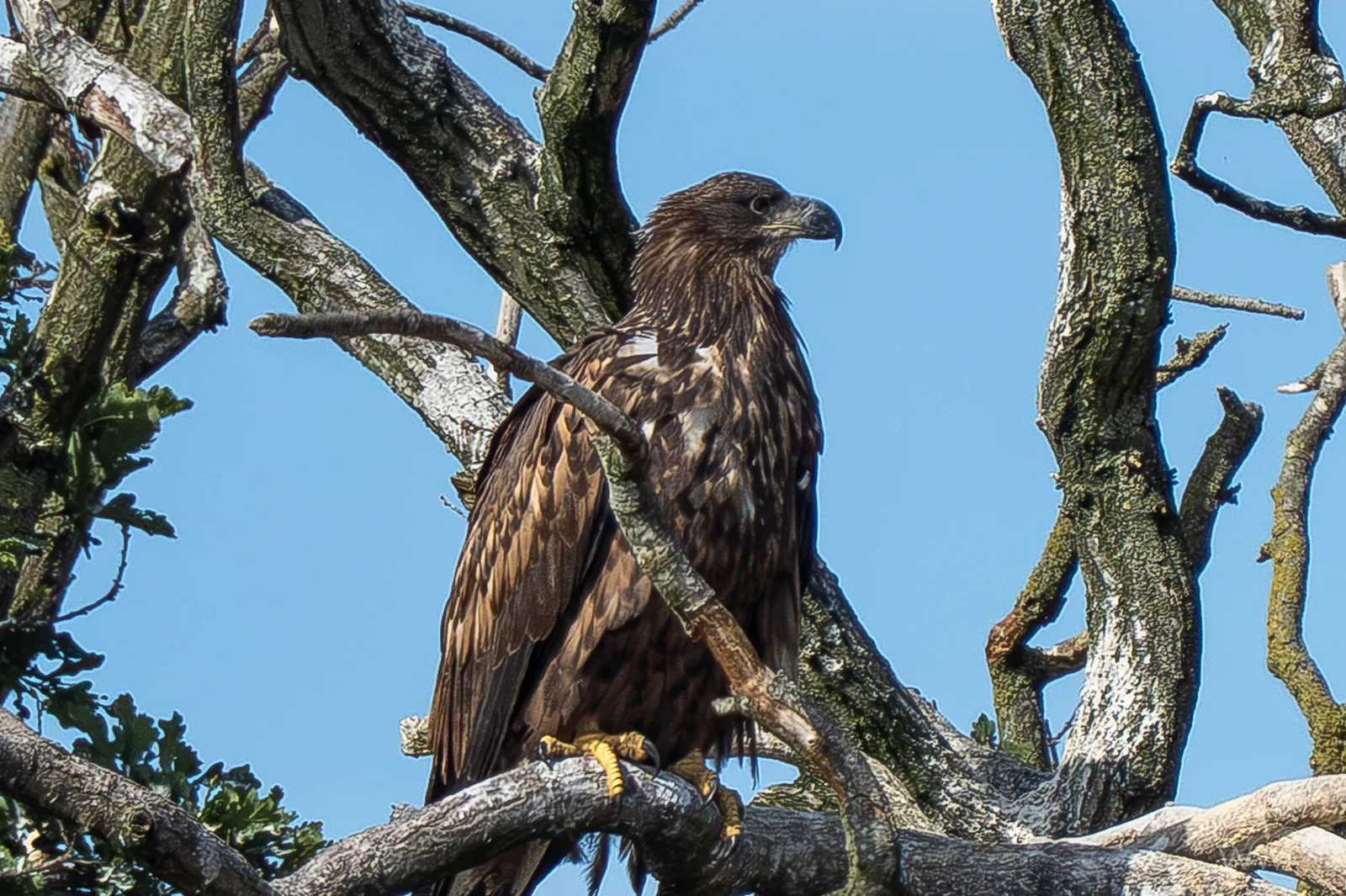 An immature white-tailed eagle perched in a tree with gnarled branches against a clear blue sky