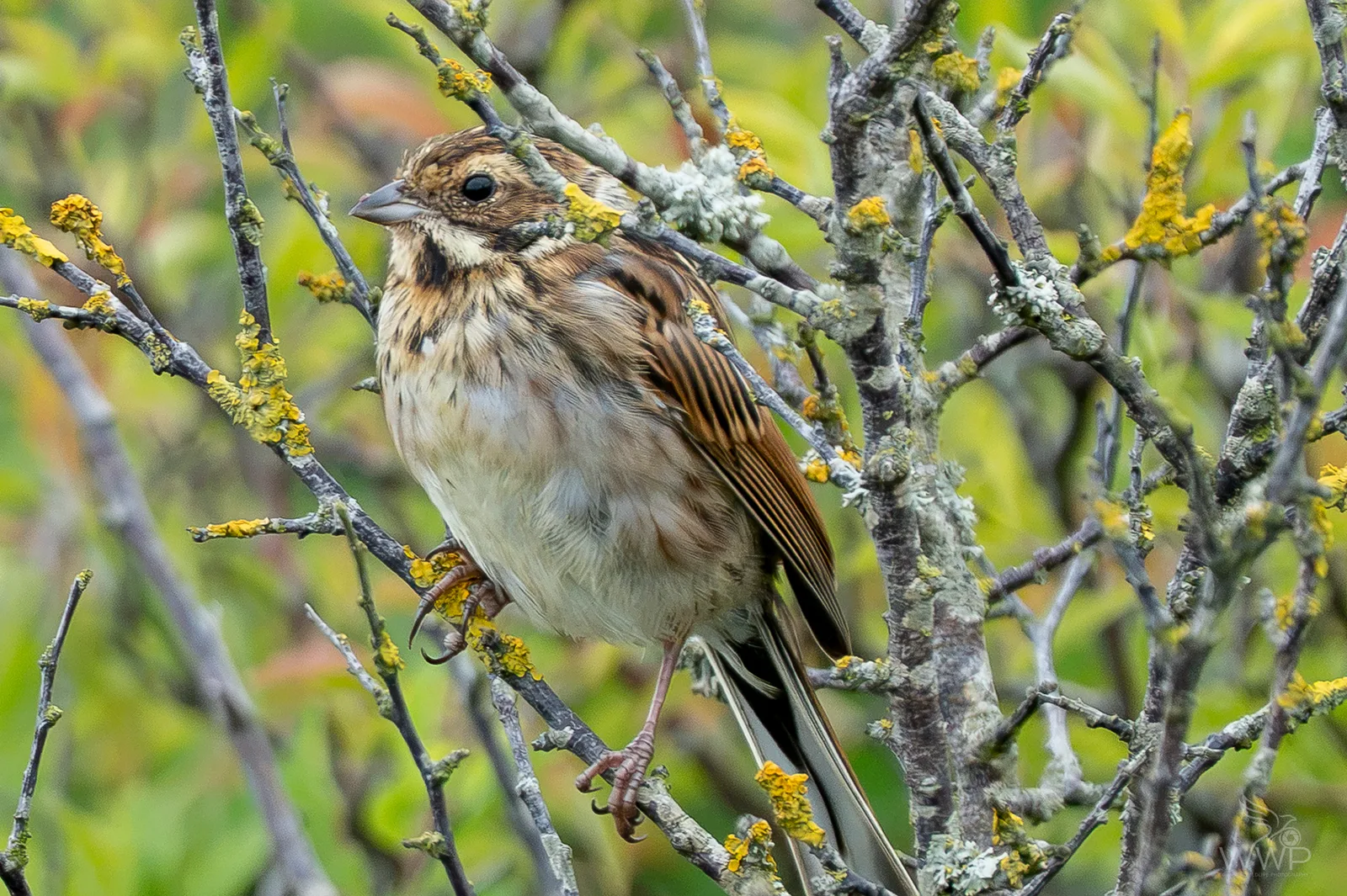 A brown and buff streaked female Reed Bunting perched on a twig covered in yellow lichen.