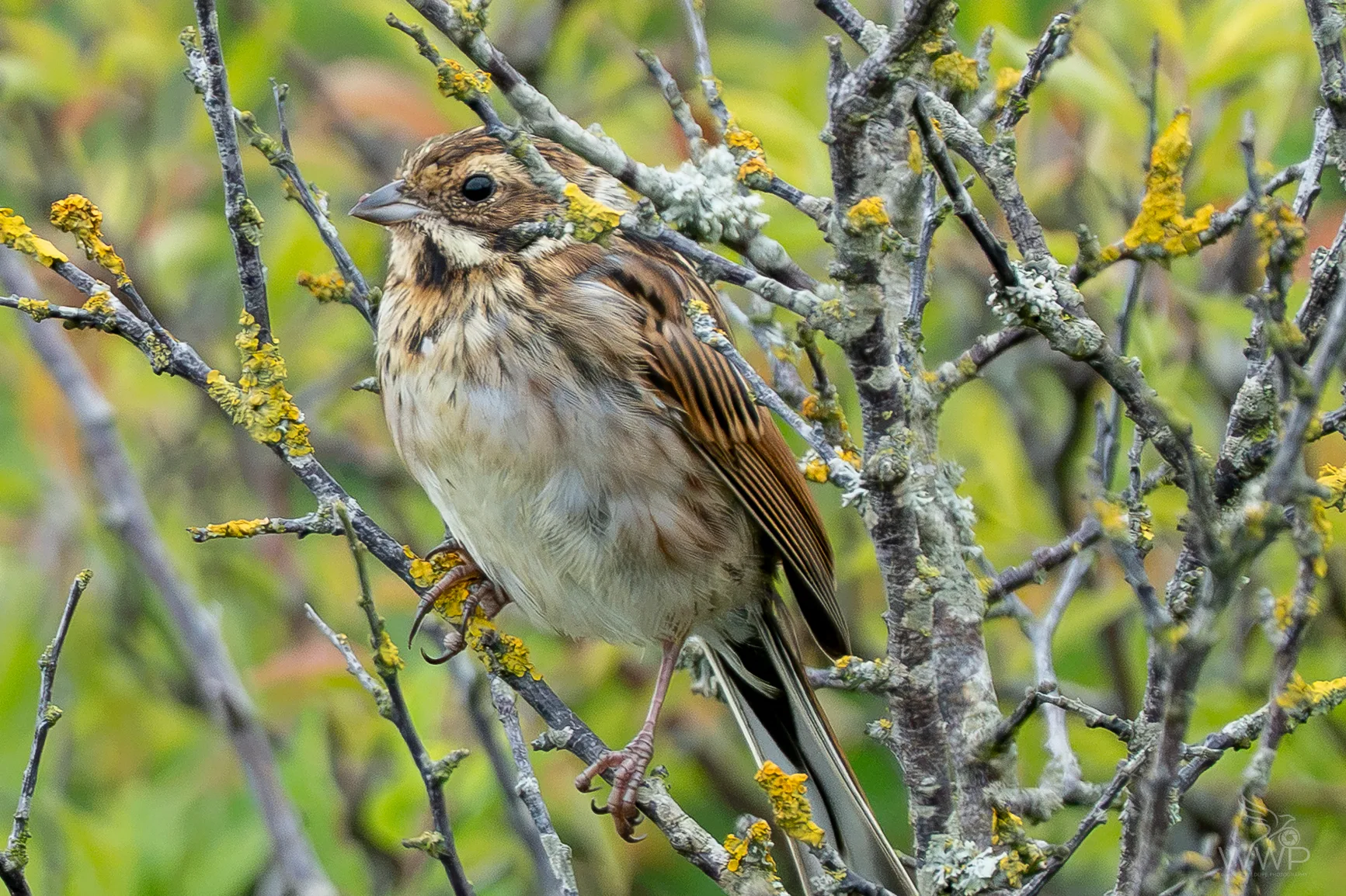 A brown and buff streaked female Reed Bunting perched on a twig covered in yellow lichen.