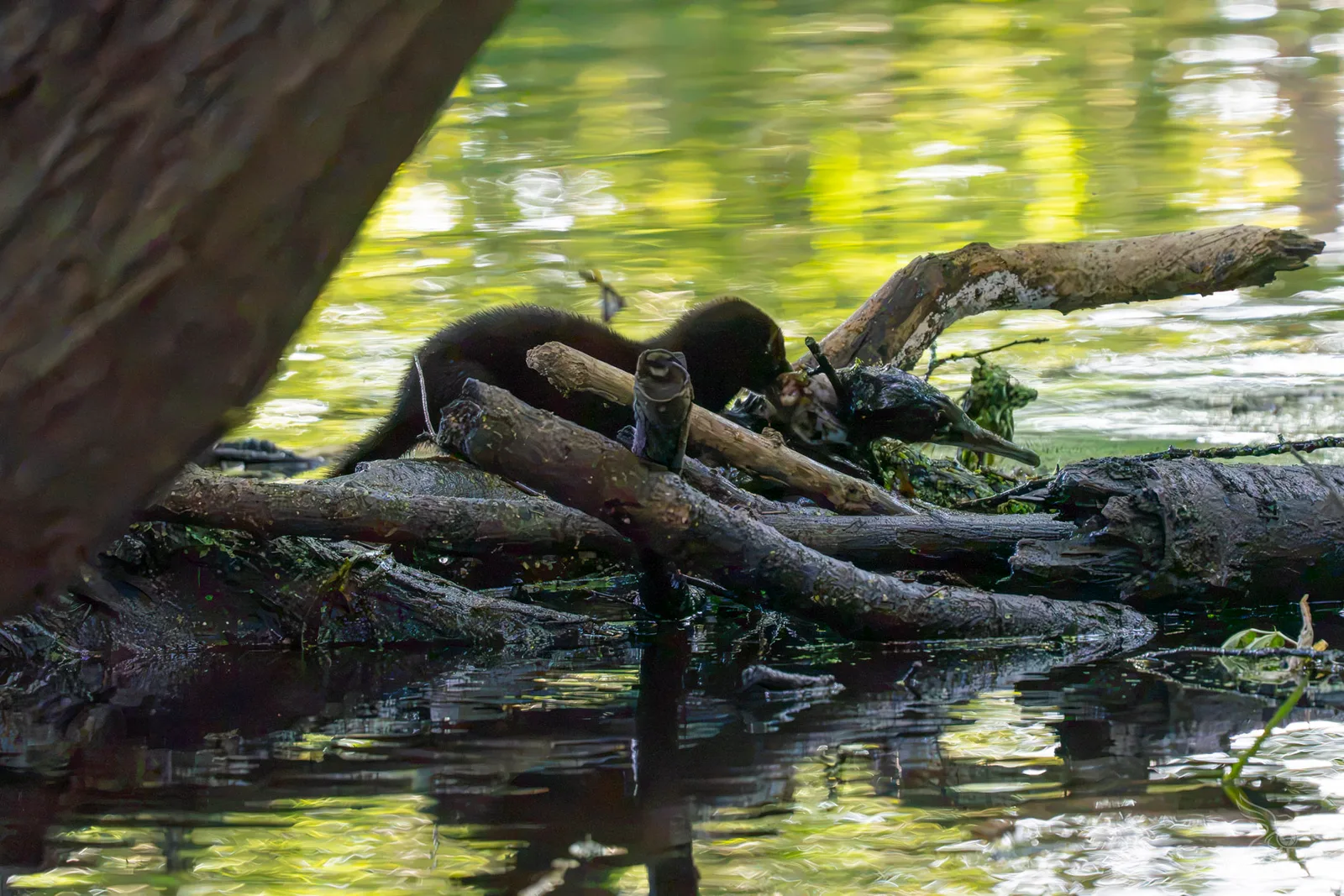 A dark furred mammal crouches on fallen logs in water while feeding on a dead bird.