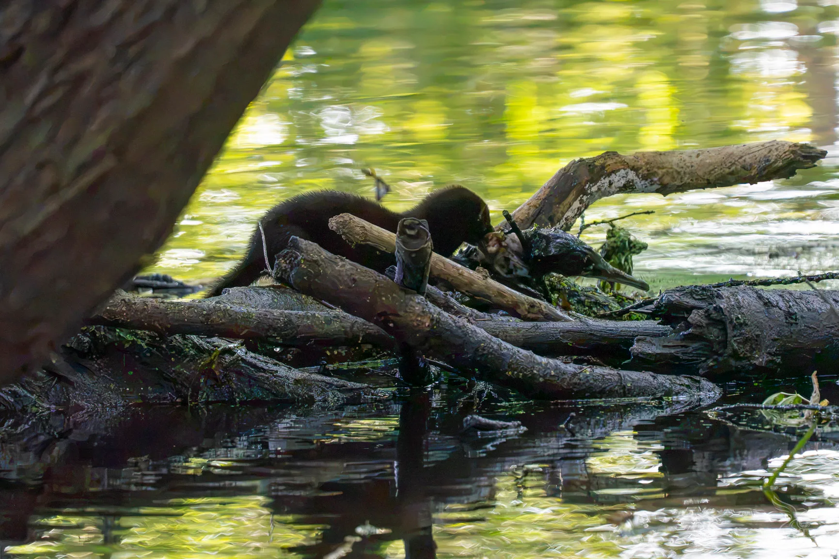 A dark furred mammal crouches on fallen logs in water while feeding on a dead bird.