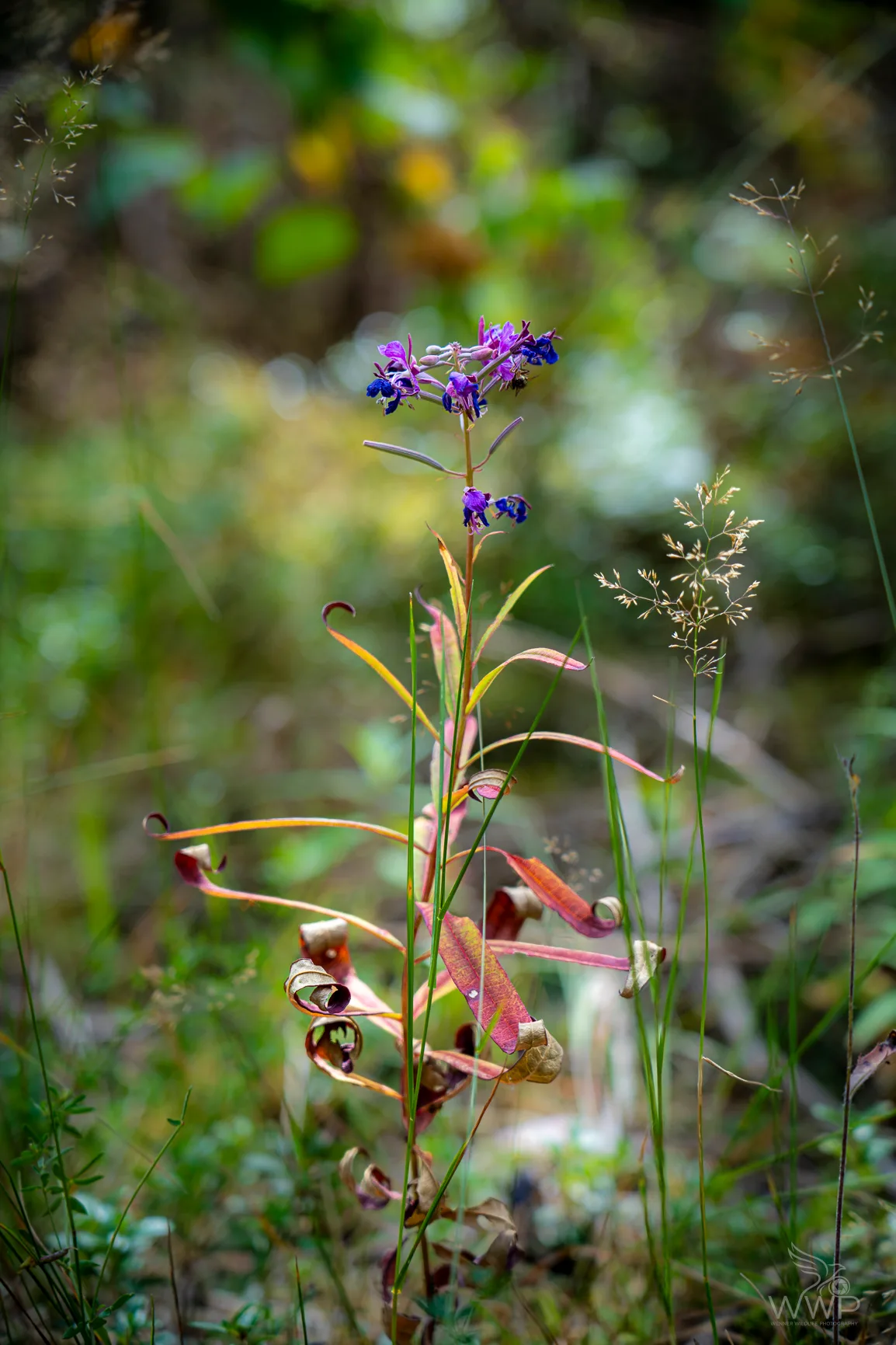 A close-up vertical shot of a fireweed plant with purple flowers at the top and spiraling red leaves along the stem against a blurred green background.