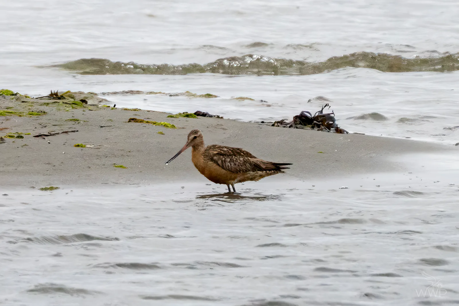 A male Bar-tailed Godwit with cinnamon-orange plumage and a long upturned bill standing in shallow shore water.