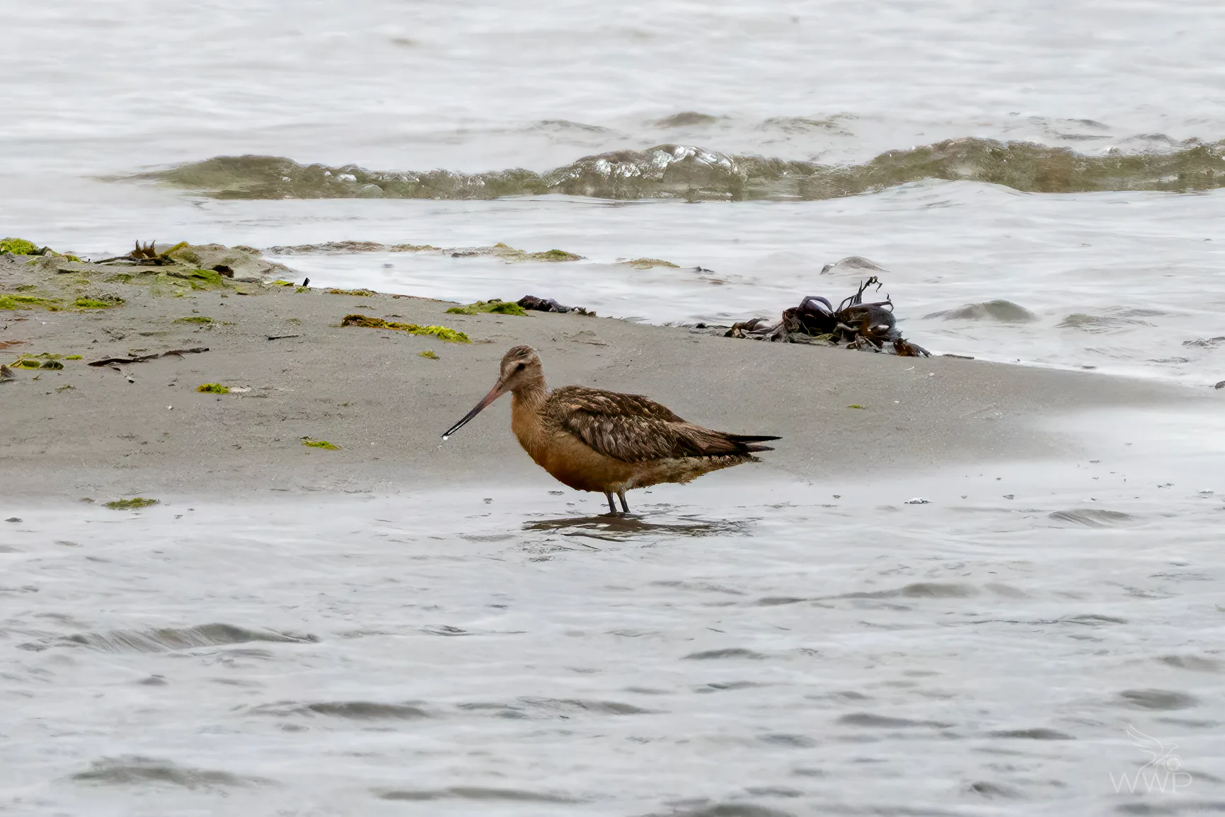 A male Bar-tailed Godwit with cinnamon-orange plumage and a long upturned bill standing in shallow shore water.