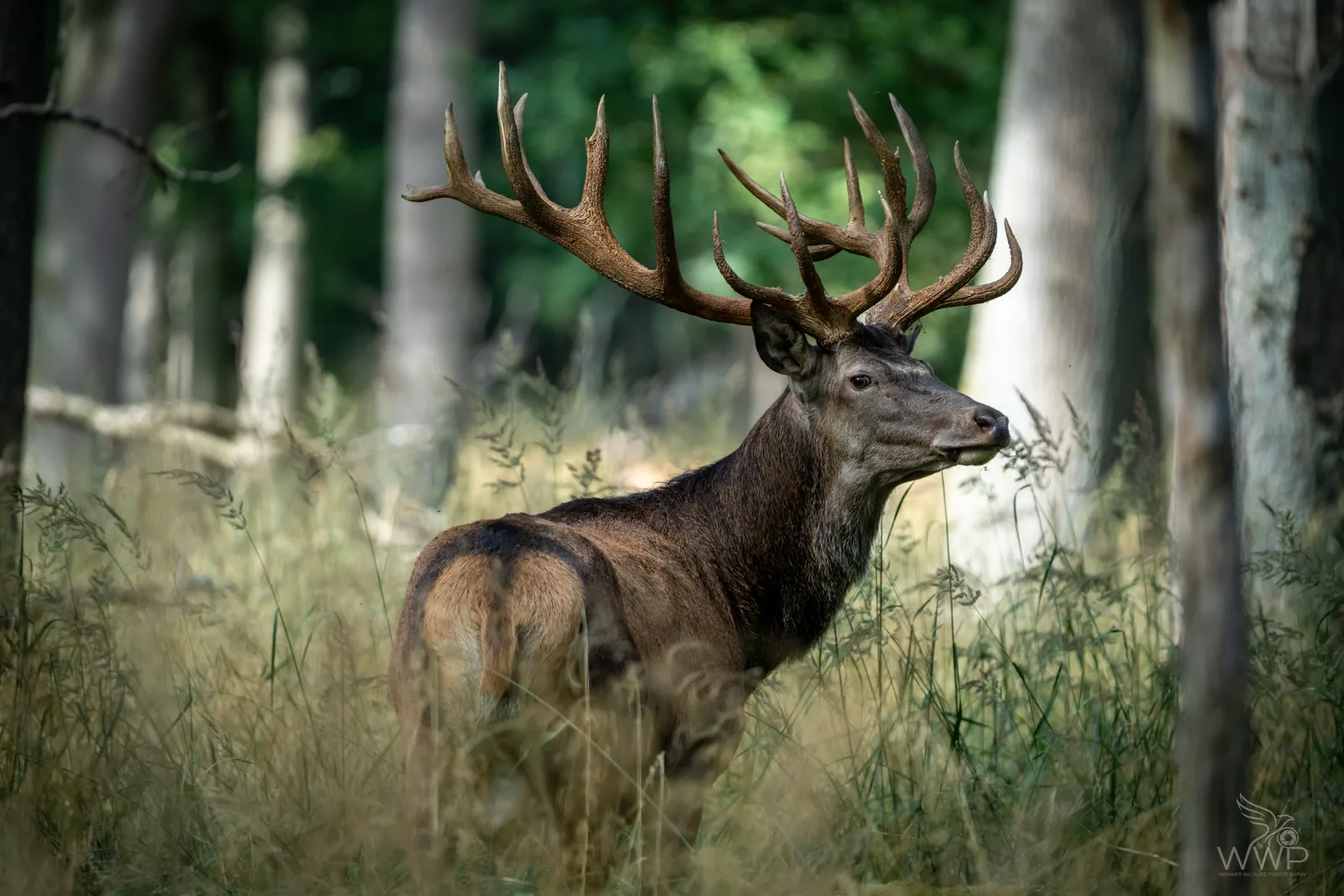 Side view of a red deer stag with large, multi-pointed antlers standing in tall grass inside a forest