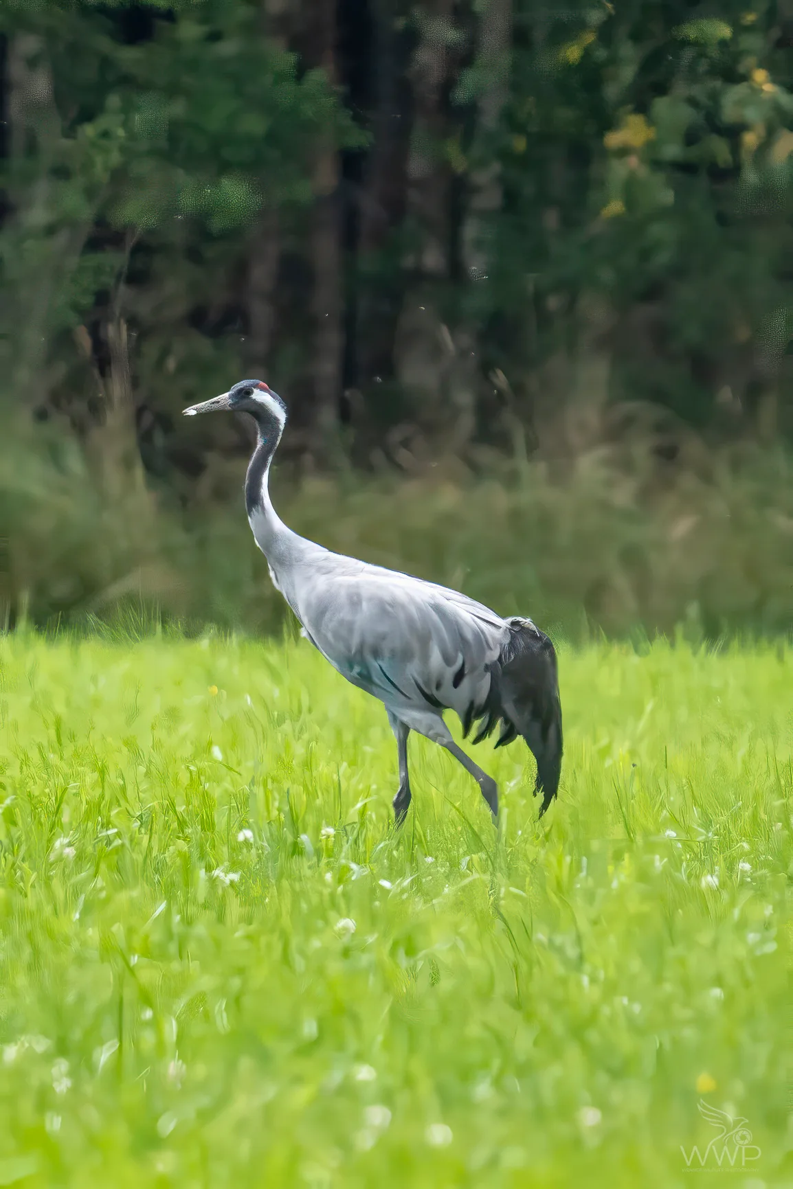 A Common Crane walking through bright green grass with dark woodland behind it