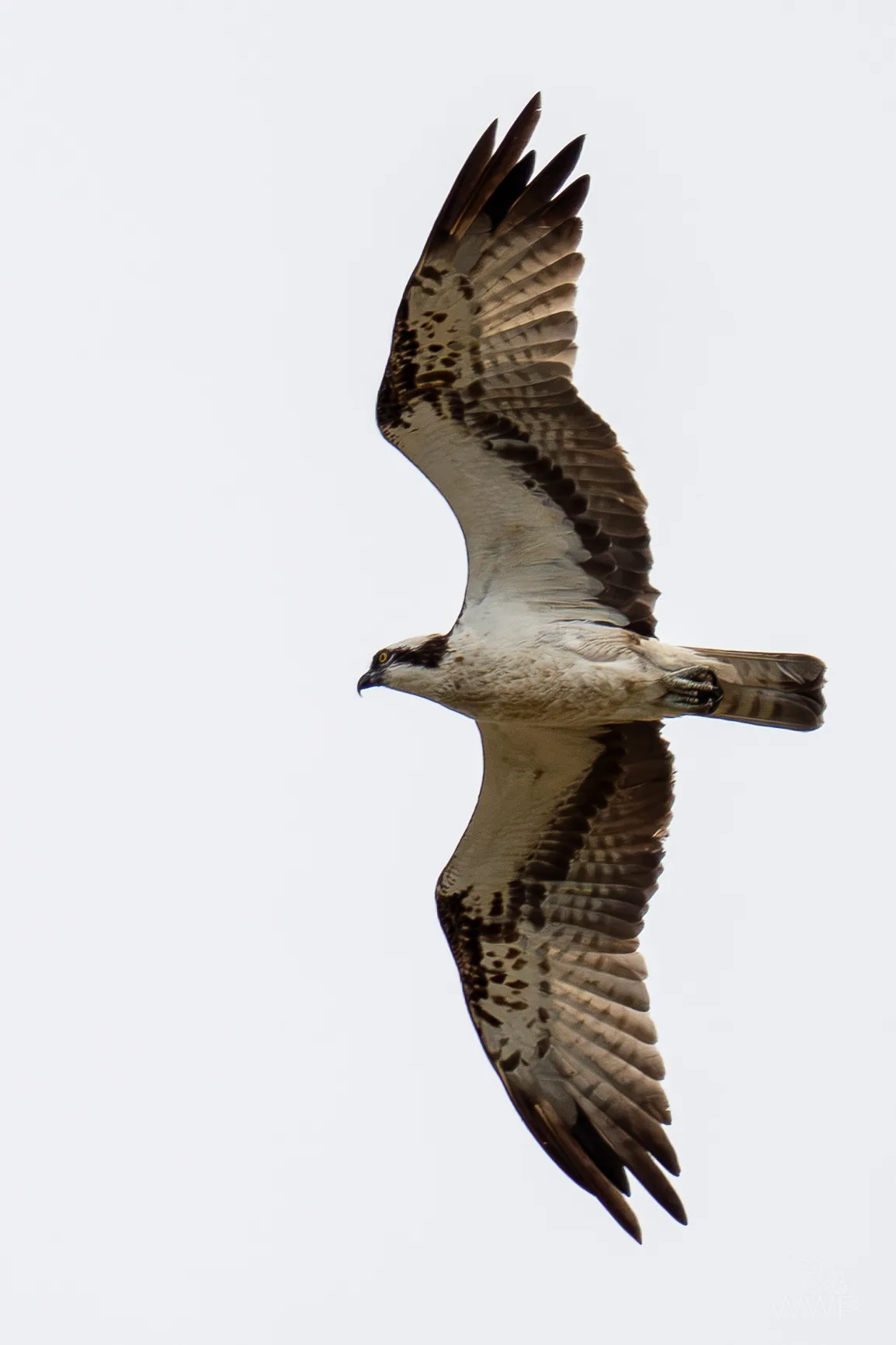 Underside view of an Osprey in flight with wings outstretched against a plain light sky
