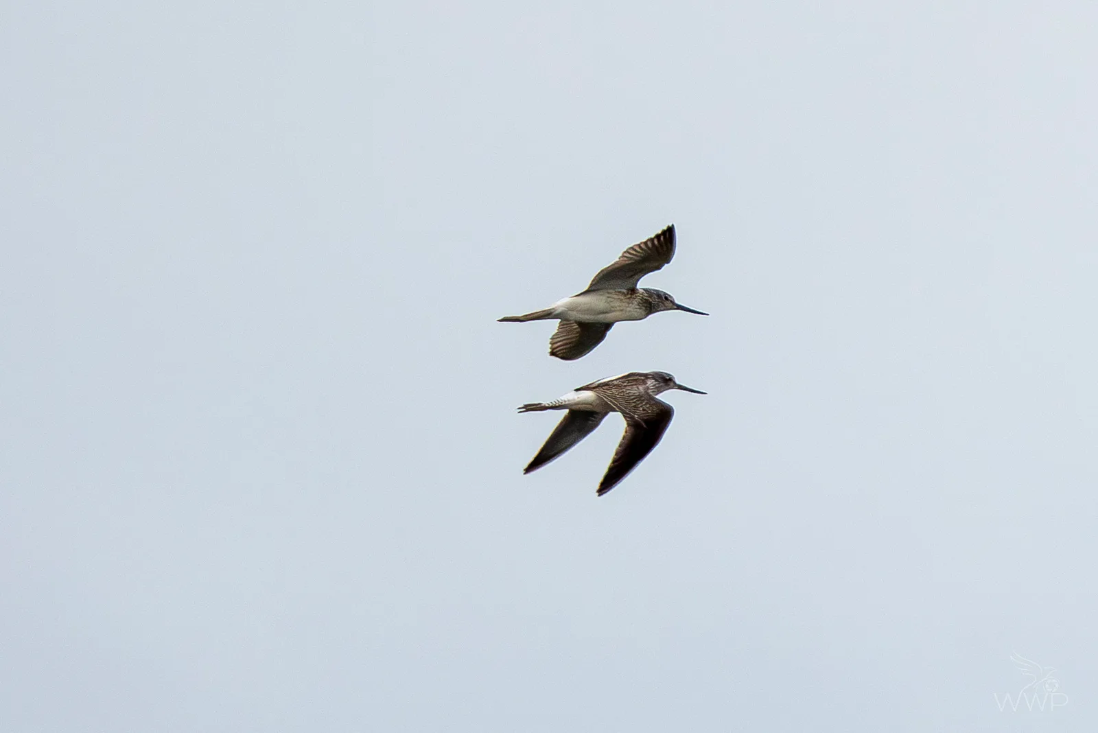 Two common greenshanks flying in formation with outstretched wings against a light grey sky.
