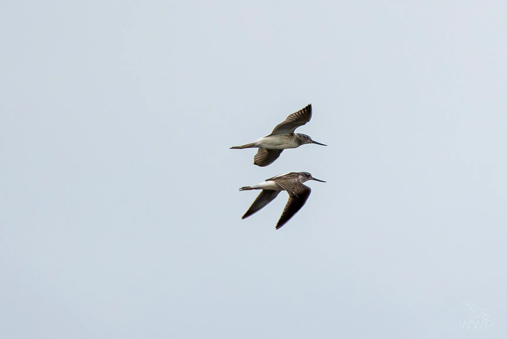 Two common greenshanks flying in formation with outstretched wings against a light grey sky.
