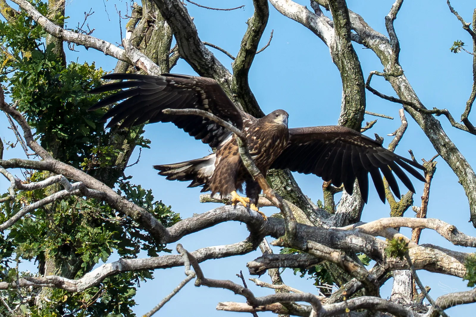 A large subadult white-tailed eagle with open wings perches on a thick bare tree branch against a clear blue sky.