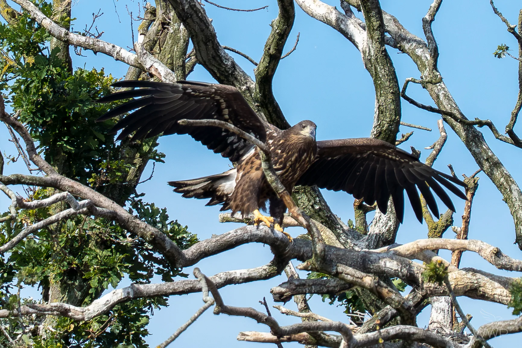 A large subadult white-tailed eagle with open wings perches on a thick bare tree branch against a clear blue sky.