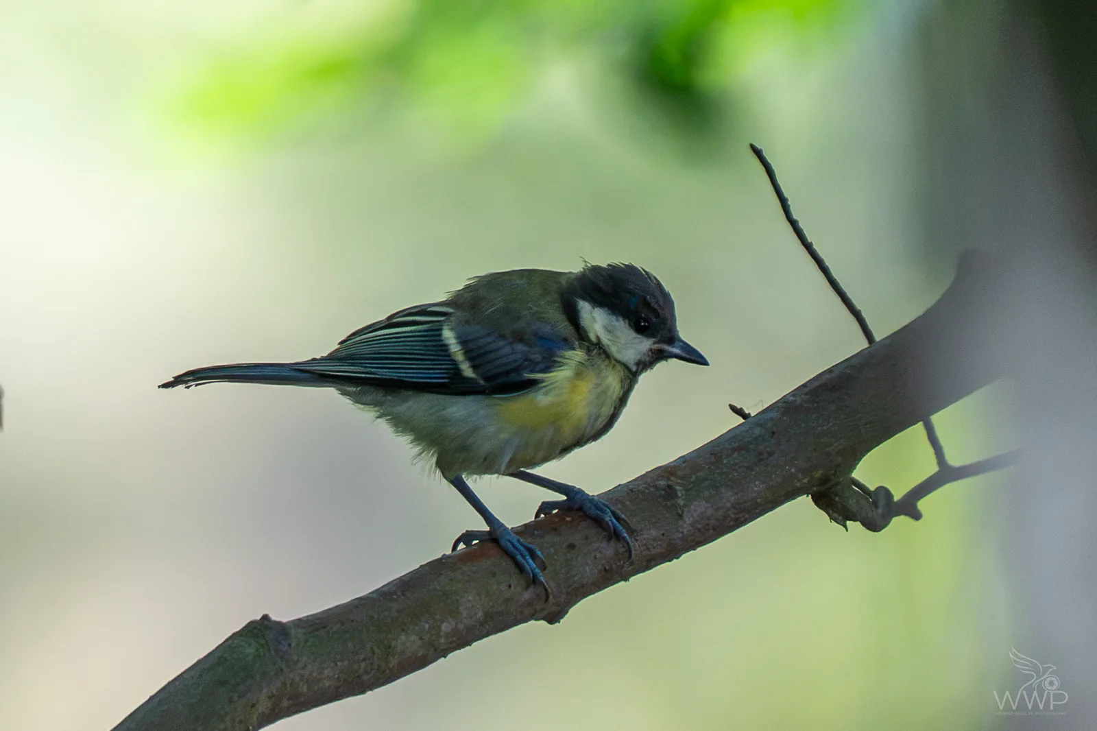 A Great Tit with yellow underparts, a black cap, and white cheek patch perched on a tree branch.