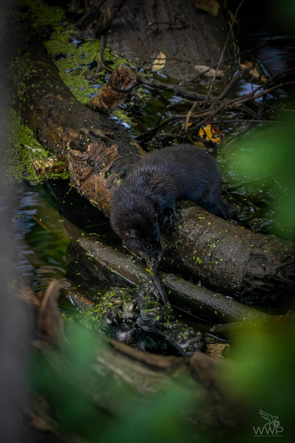 A dark brown American mink crawling along a wet log in a duckweed-covered wetland.