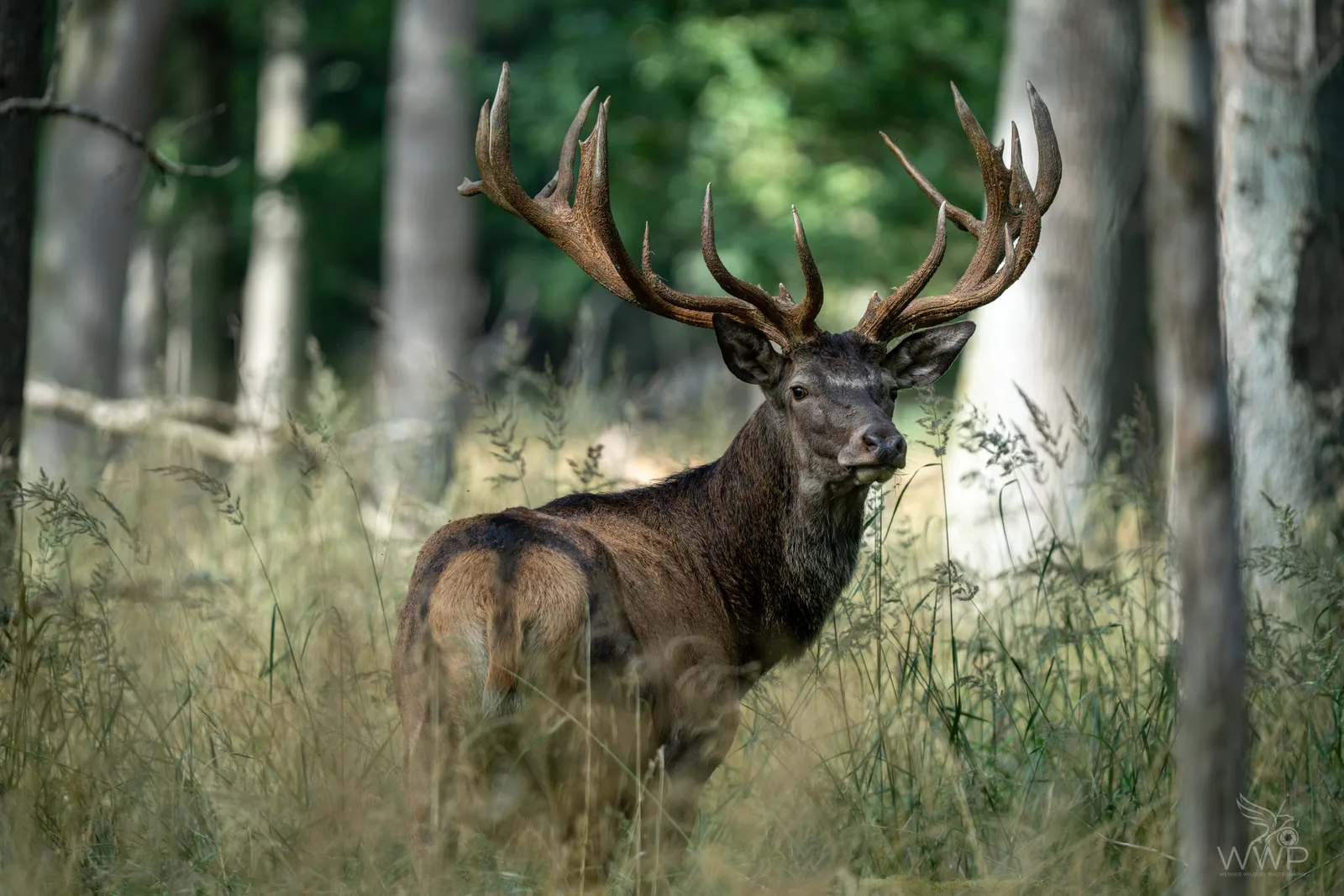 Red deer stag with massive multi-tined antlers standing in tall grass and looking back towards the camera
