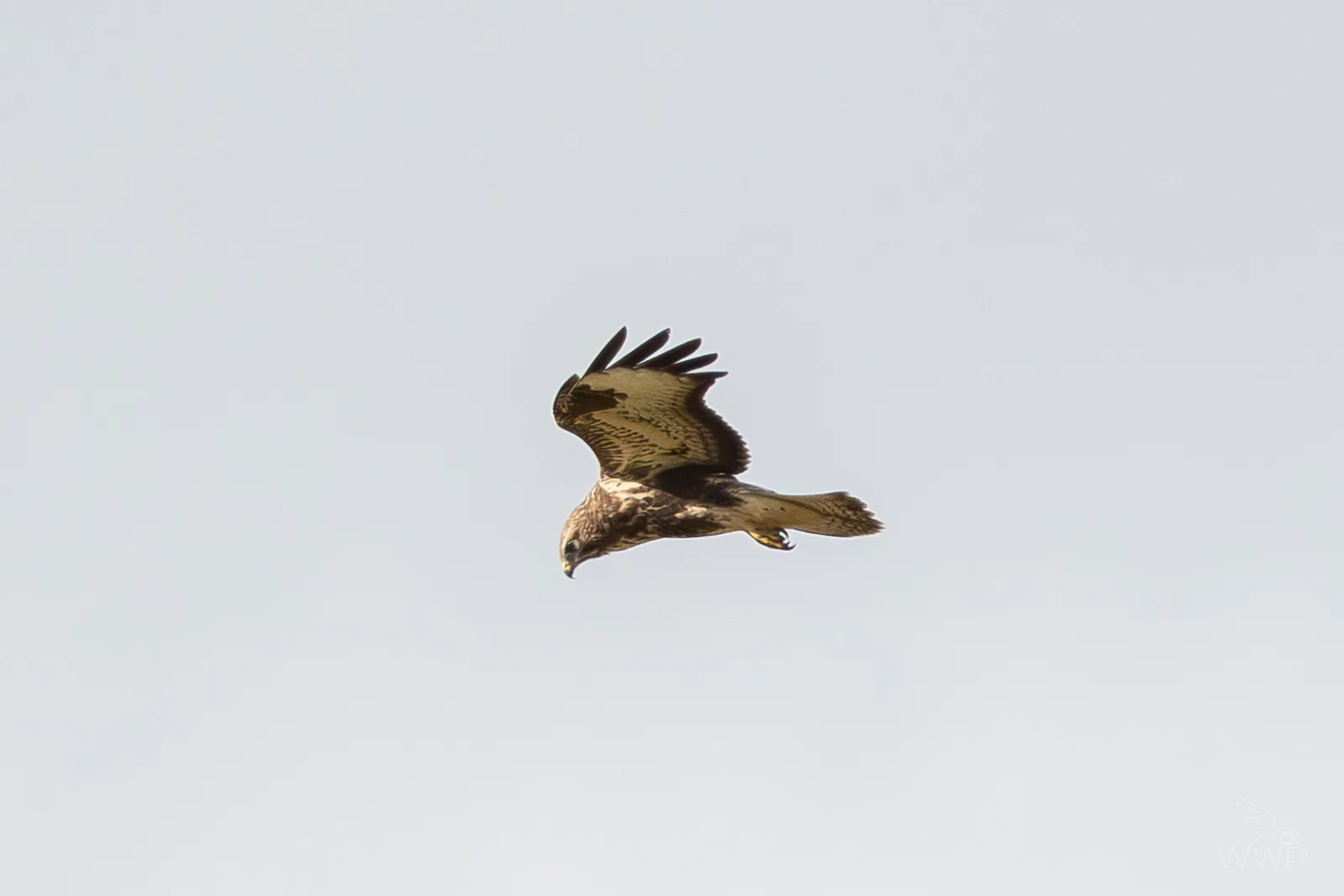 A brown and white raptor in flight against a plain overcast sky, looking downward with spread wings.