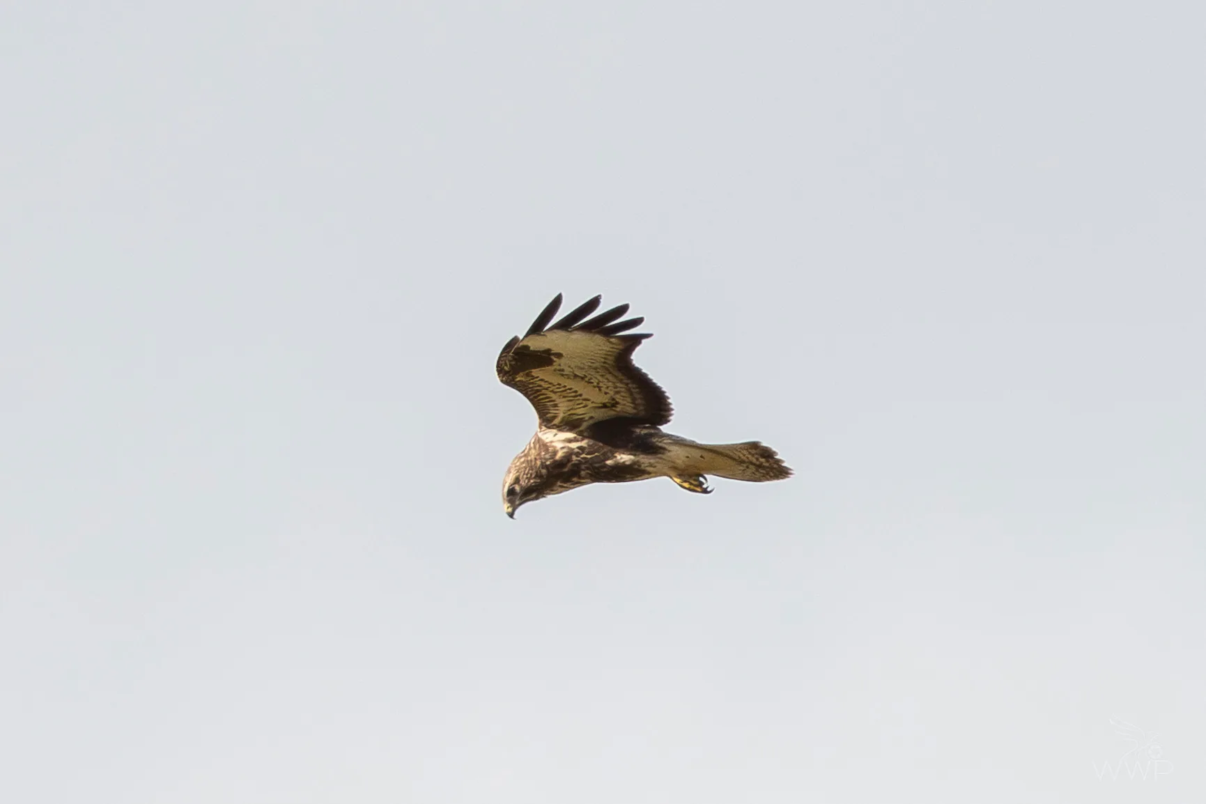 A brown and white raptor in flight against a plain overcast sky, looking downward with spread wings.