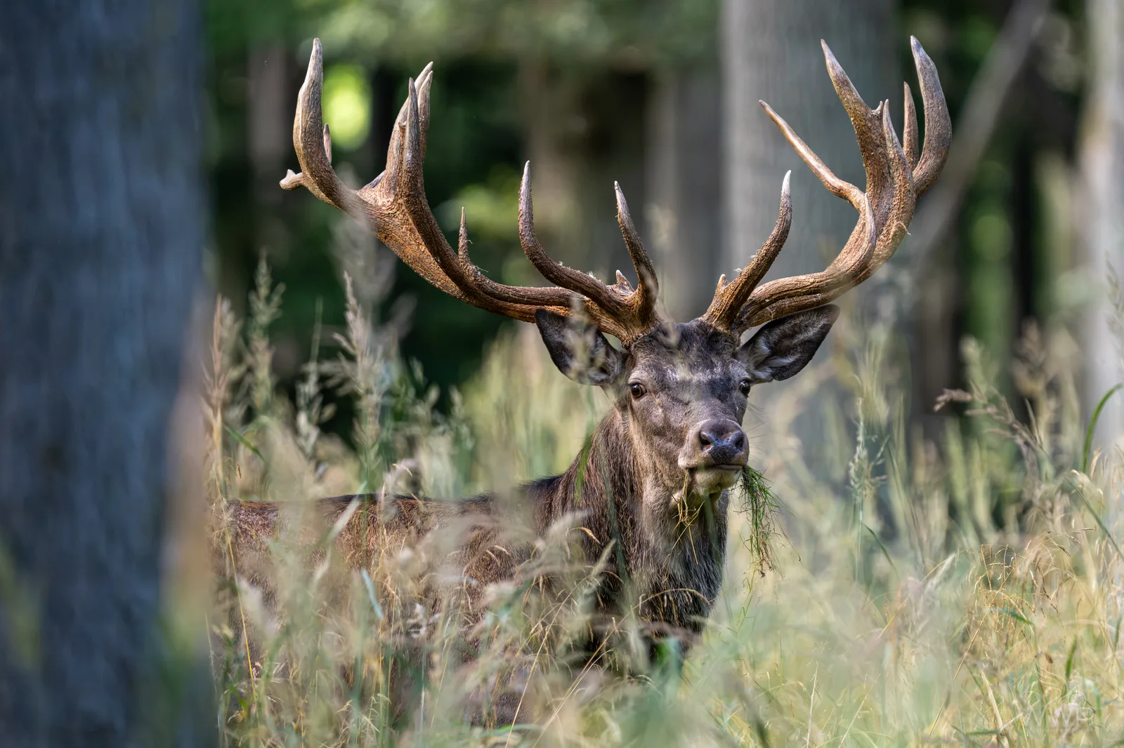 A large red deer stag with expansive antlers looking directly forward while chewing grass in a tall grassy woodland setting.