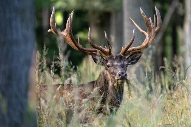 A large red deer stag with expansive antlers looking directly forward while chewing grass in a tall grassy woodland setting.