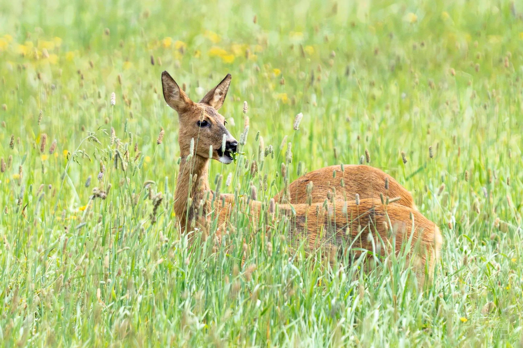A female roe deer standing in high green grass with wild yellow flowers, holding green leaves in her mouth.