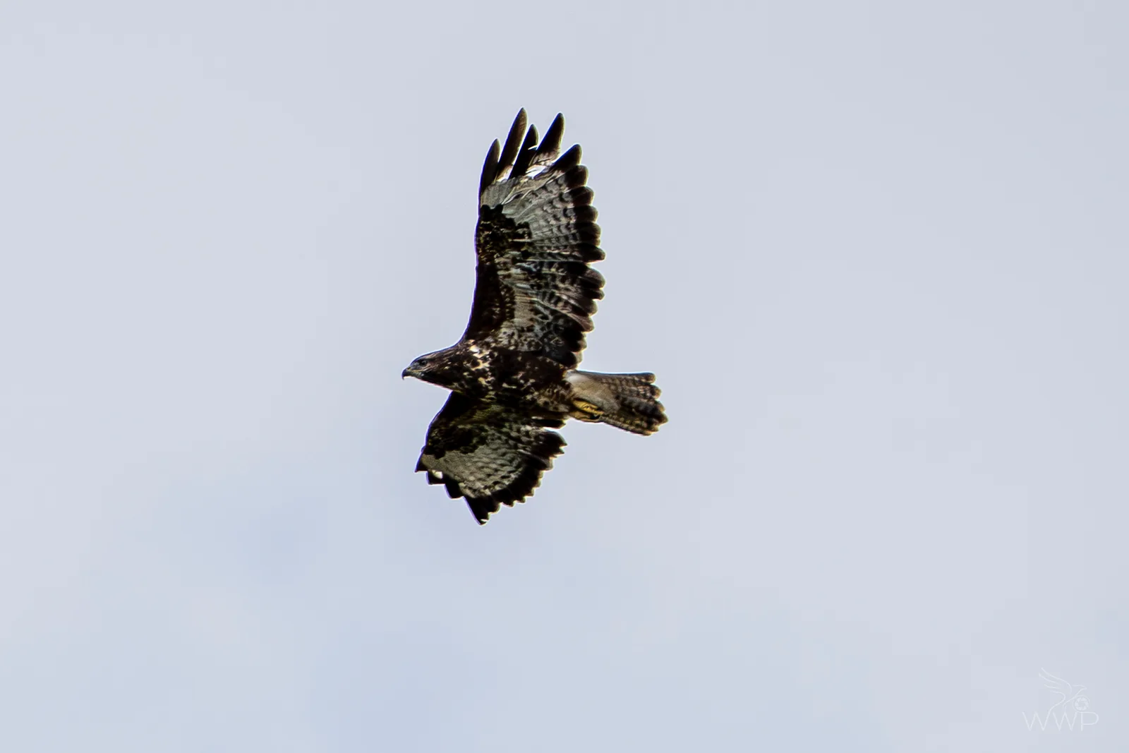 A Common Buzzard flying directly overhead against a uniform light grey sky, showing broad outstretched wings.