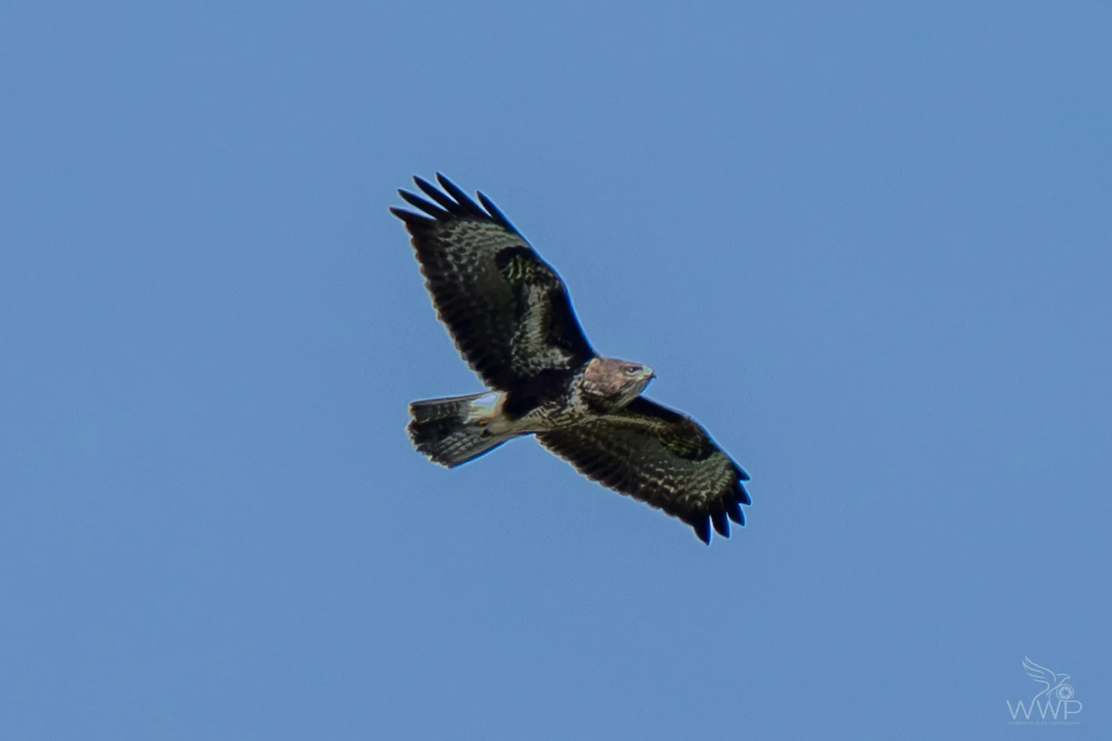 A Common Buzzard flying overhead with outstretched, broad wings against a plain blue sky.