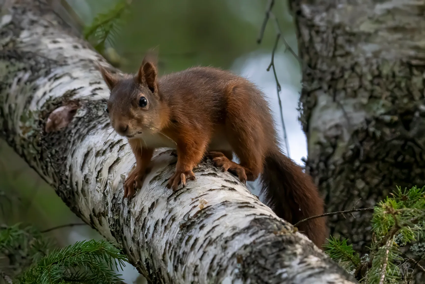 A close-up of a reddish-brown Eurasian red squirrel with tufted ears perched on a white birch tree branch.