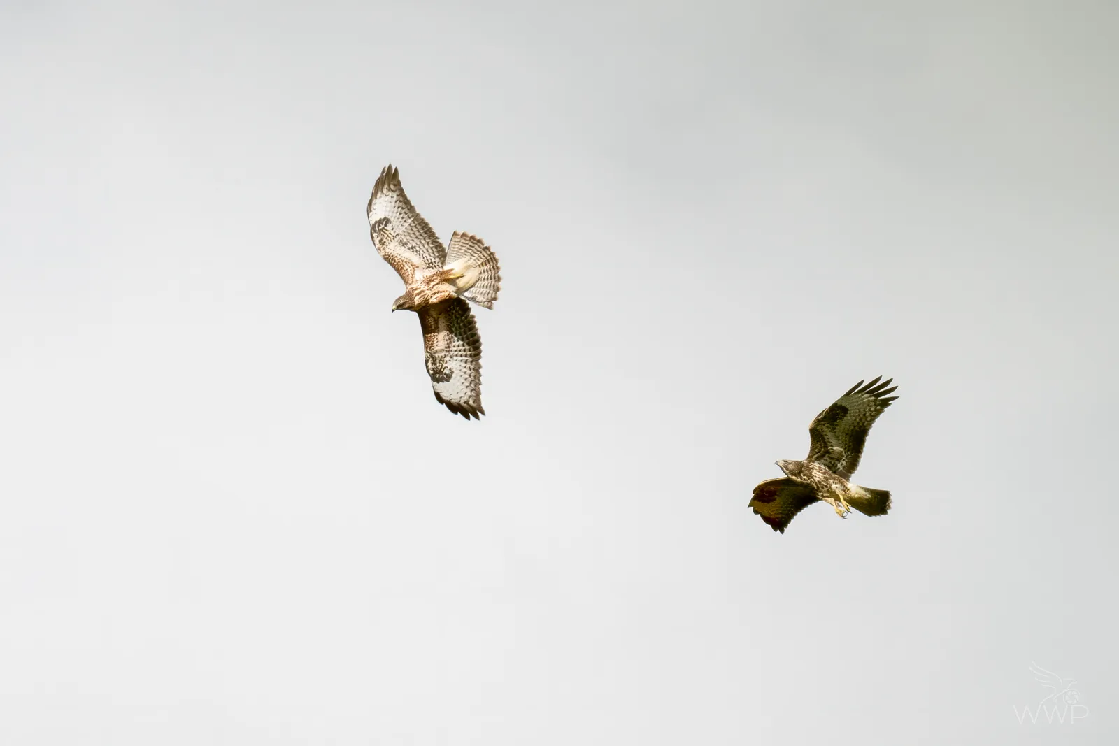 Two Common Buzzards flying in a high sky with spread wings showing dark wrist patches and streaked undersides.