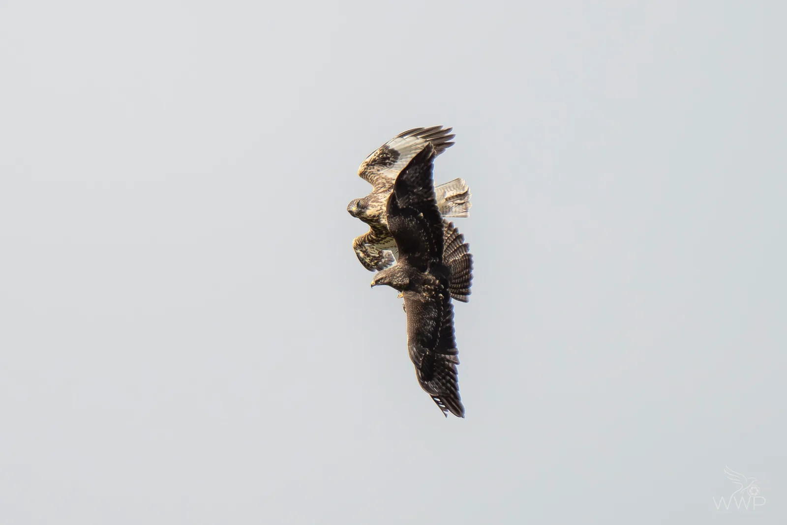 Two common buzzards flying closely together in mid-air against a plain pale sky