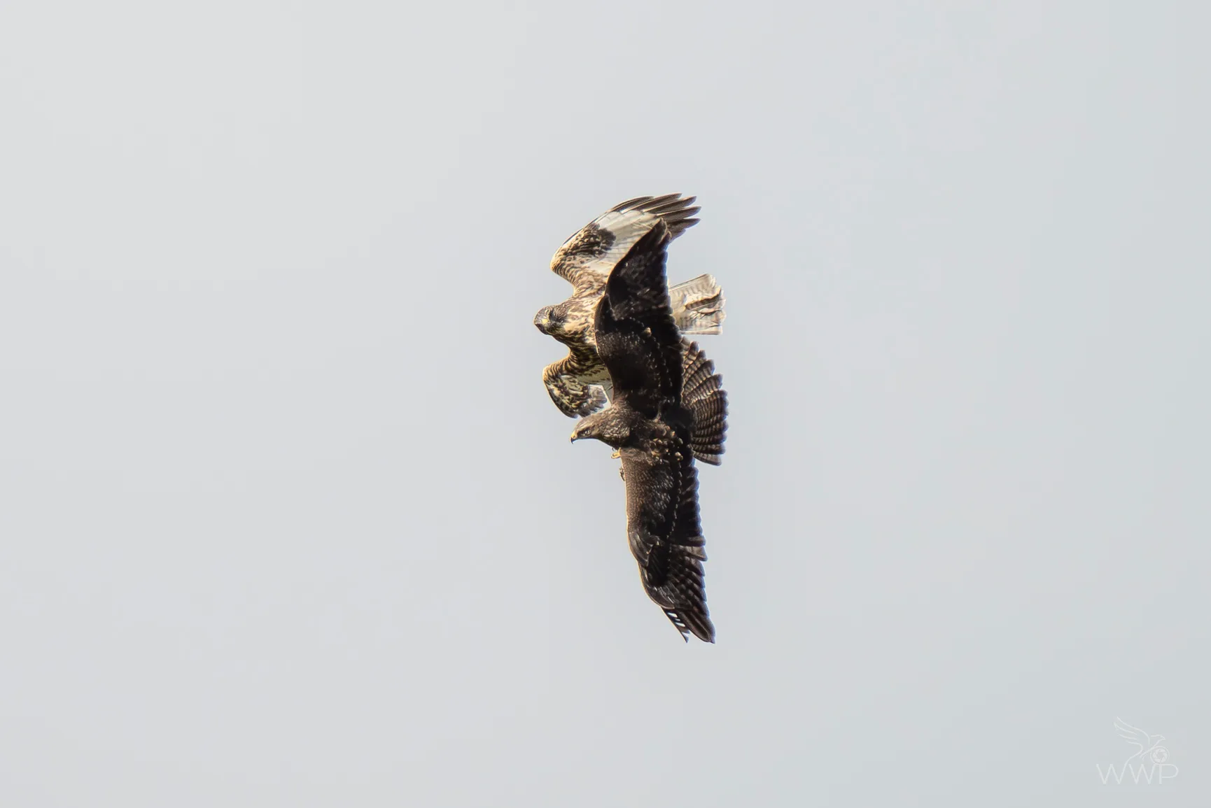 Two common buzzards flying closely together in mid-air against a plain pale sky