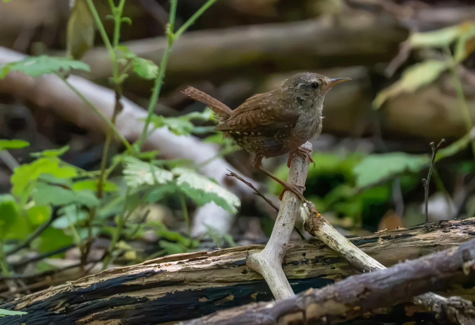 A small brown Eurasian wren with its tail cocked upward perches on a light-colored branch surrounded by green foliage and leaf litter.