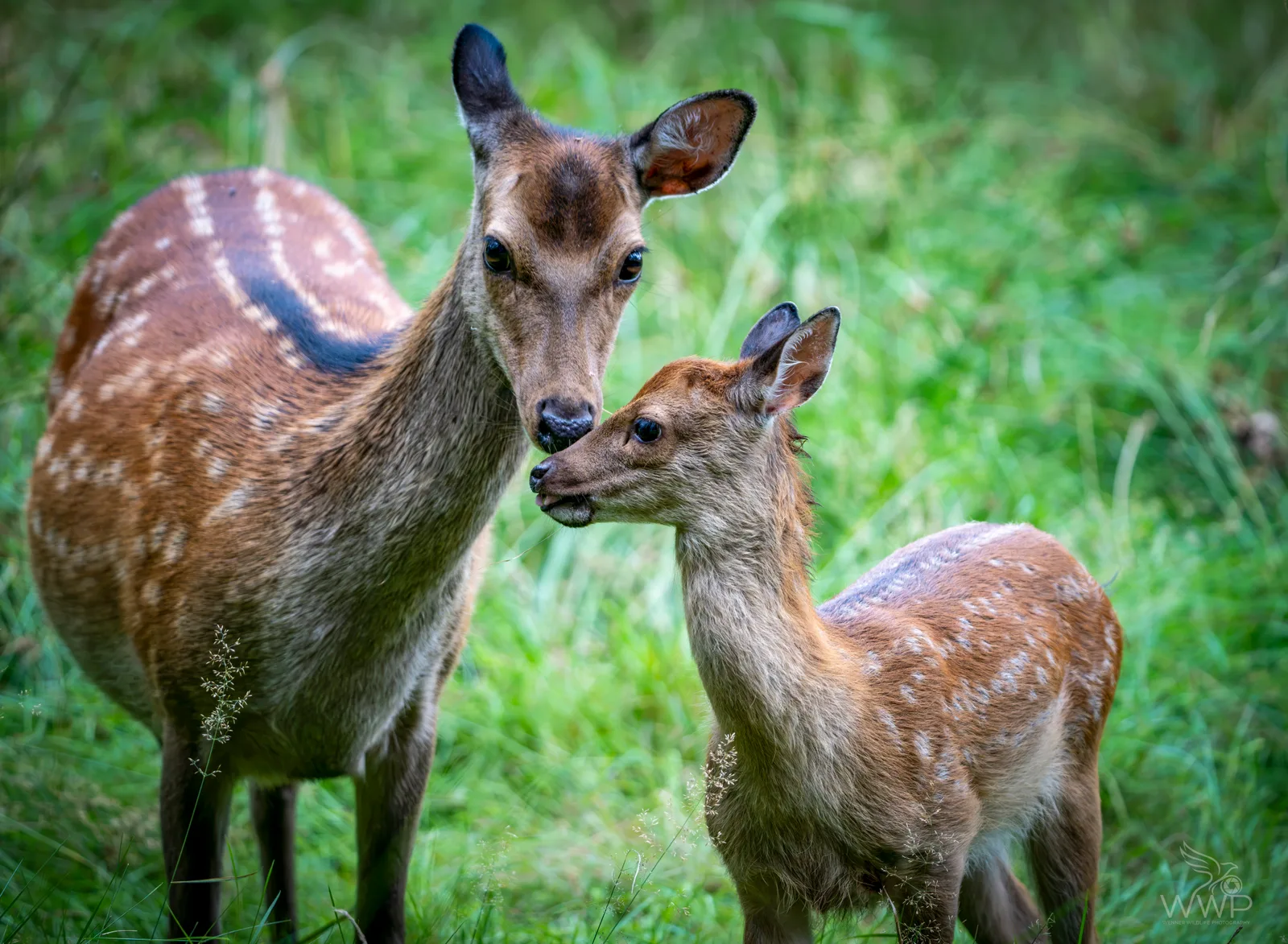A reddish-brown spotted fallow deer doe touching noses with her tiny spotted fawn in lush green grass.