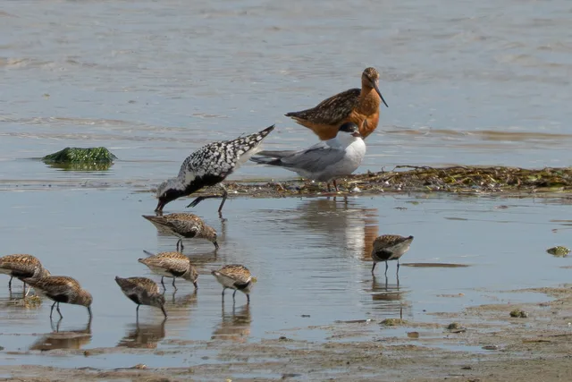 A mixed flock of shorebirds including a black-and-white Grey Plover, a rufous Bar-tailed Godwit, a tern, and several small Dunlins feeding in shallow water on a mudflat.